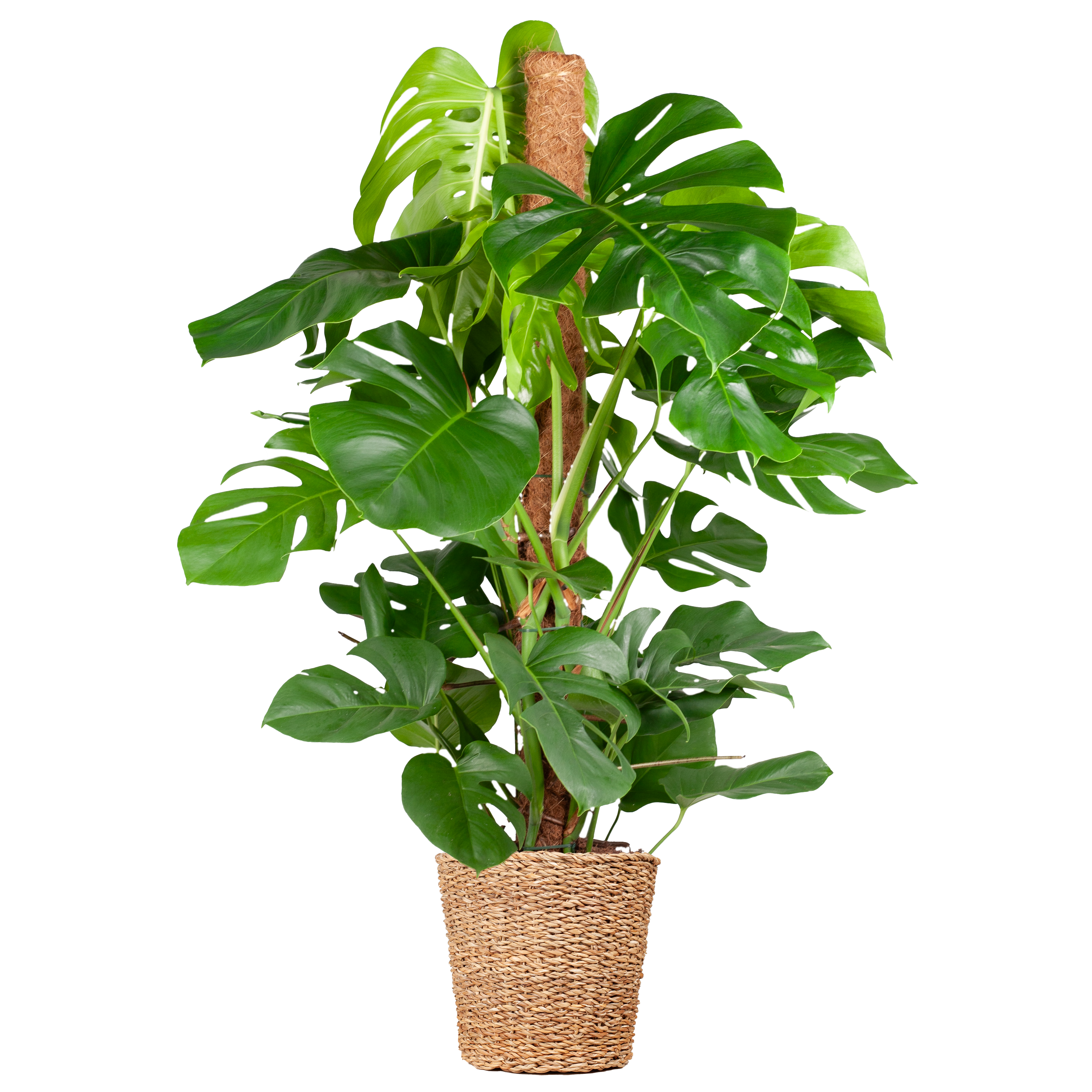 Monstera Deliciosa XL met Torun mand en pot Ø24cm. Plante verte type Monstera Deliciosa XL met Torun mand, livrée en pot, idéale pour intérieur lumineux.