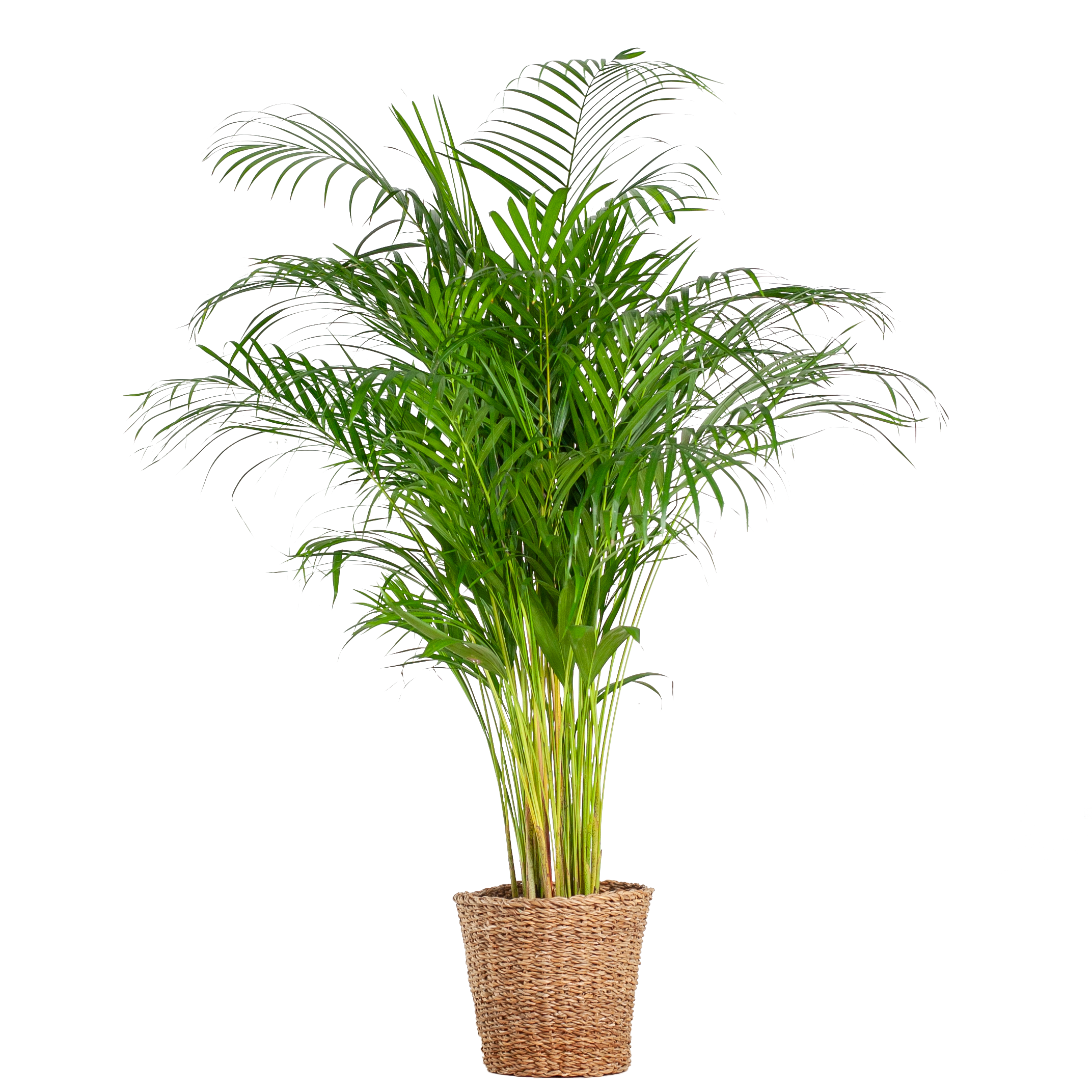 Areca Palm (dypsis) XL met mand Torun en pot Ø24cm. Plante verte type Areca Palm (dypsis) XL met mand Torun, livrée en pot, idéale pour intérieur lumineux.