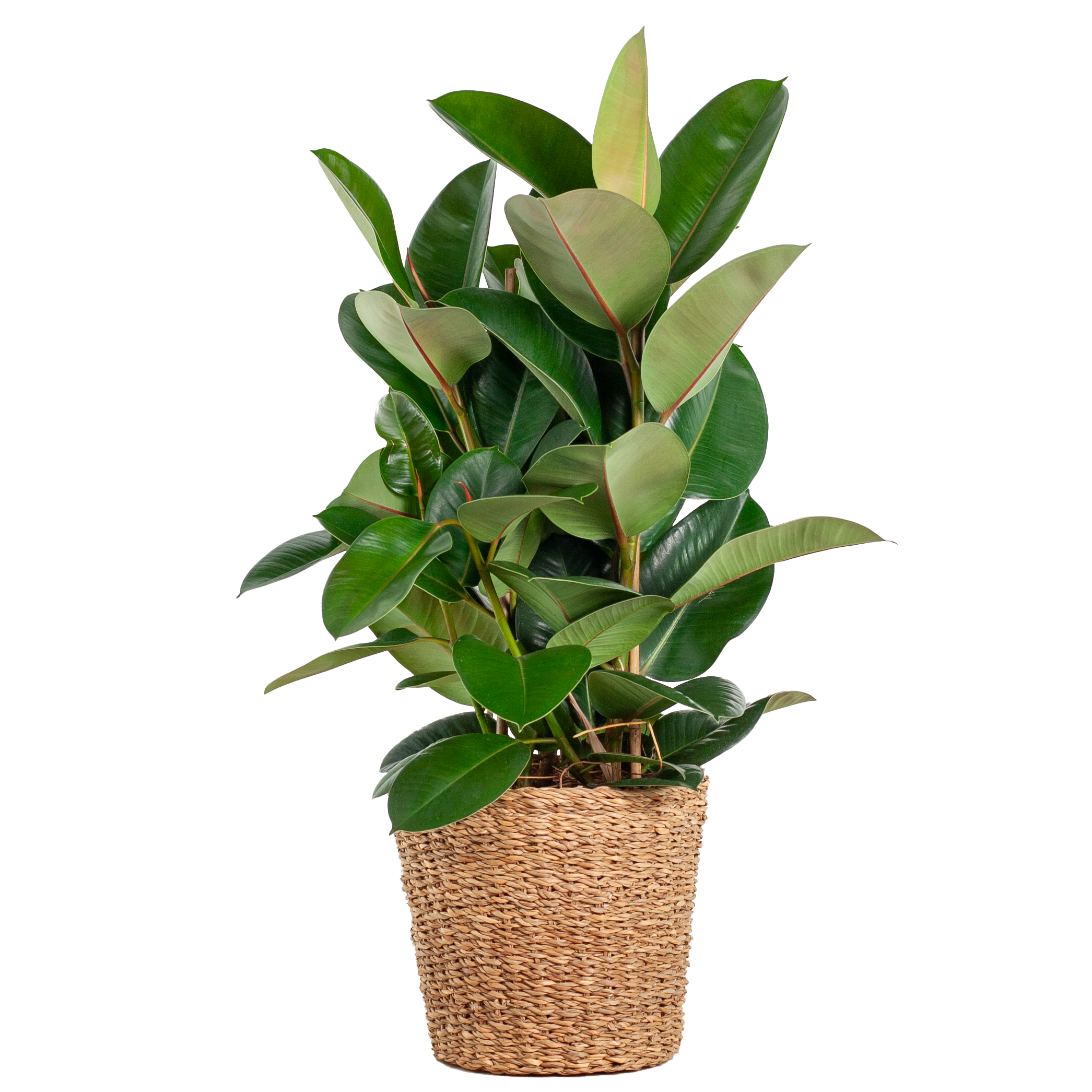 Ficus Elastica Robusta XL met mand Torun en pot Ø27cm. Plante verte type Ficus Elastica Robusta XL met mand Torun, livrée en pot, idéale pour intérieur lumineux.