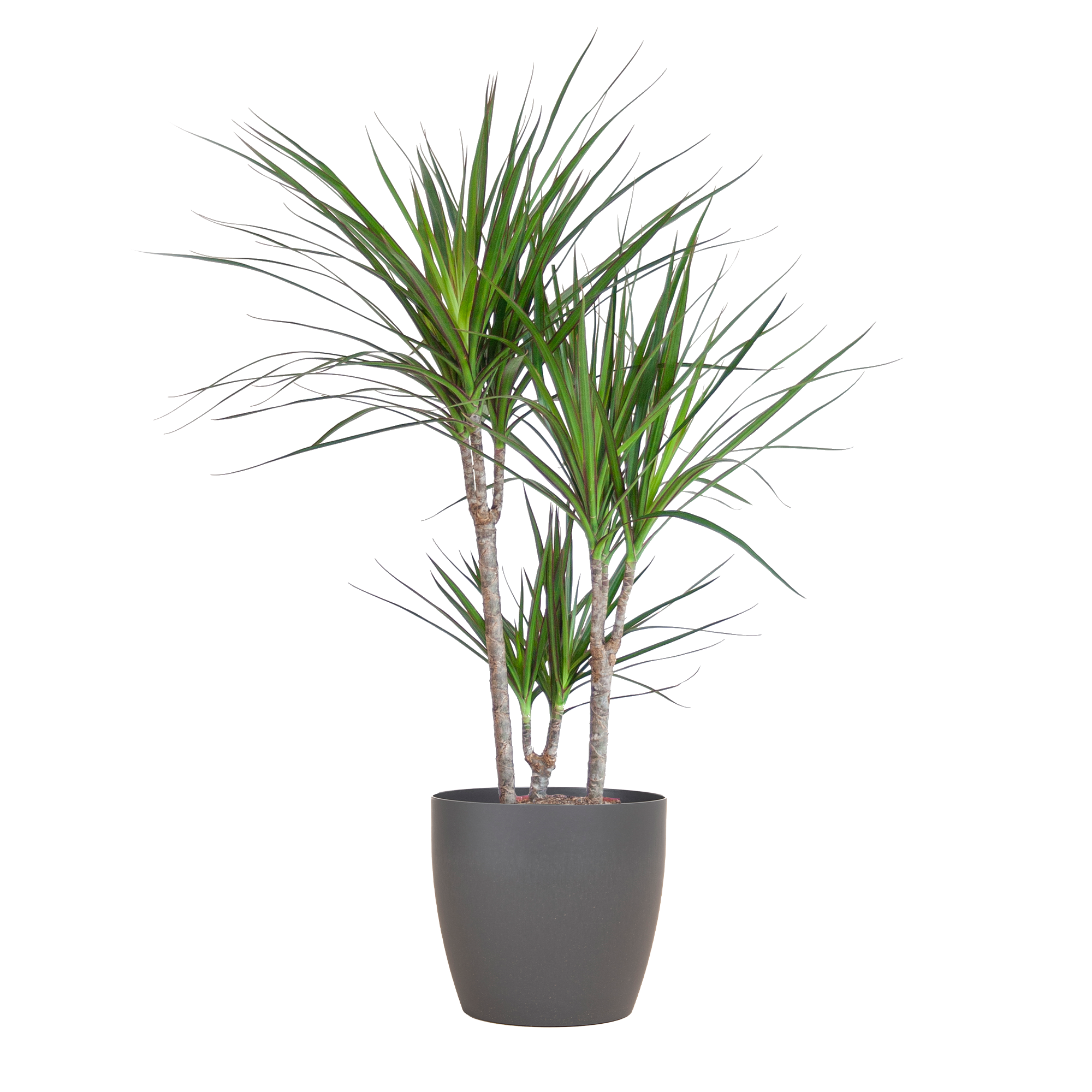 Dracaena Marginata met Viber pot grijs en pot Ø21cm. Plante verte type Dracaena Marginata met Viber pot grijs, livrée en pot, idéale pour intérieur lumineux.