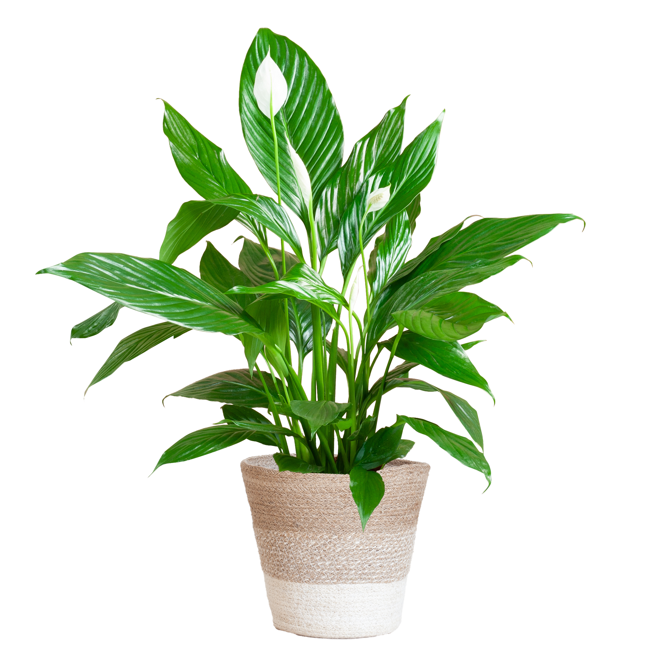 Spathiphyllum met Mand Lissabon wit en pot Ø21cm. Plante verte type Spathiphyllum met Mand Lissabon wit, livrée en pot, idéale pour intérieur lumineux.