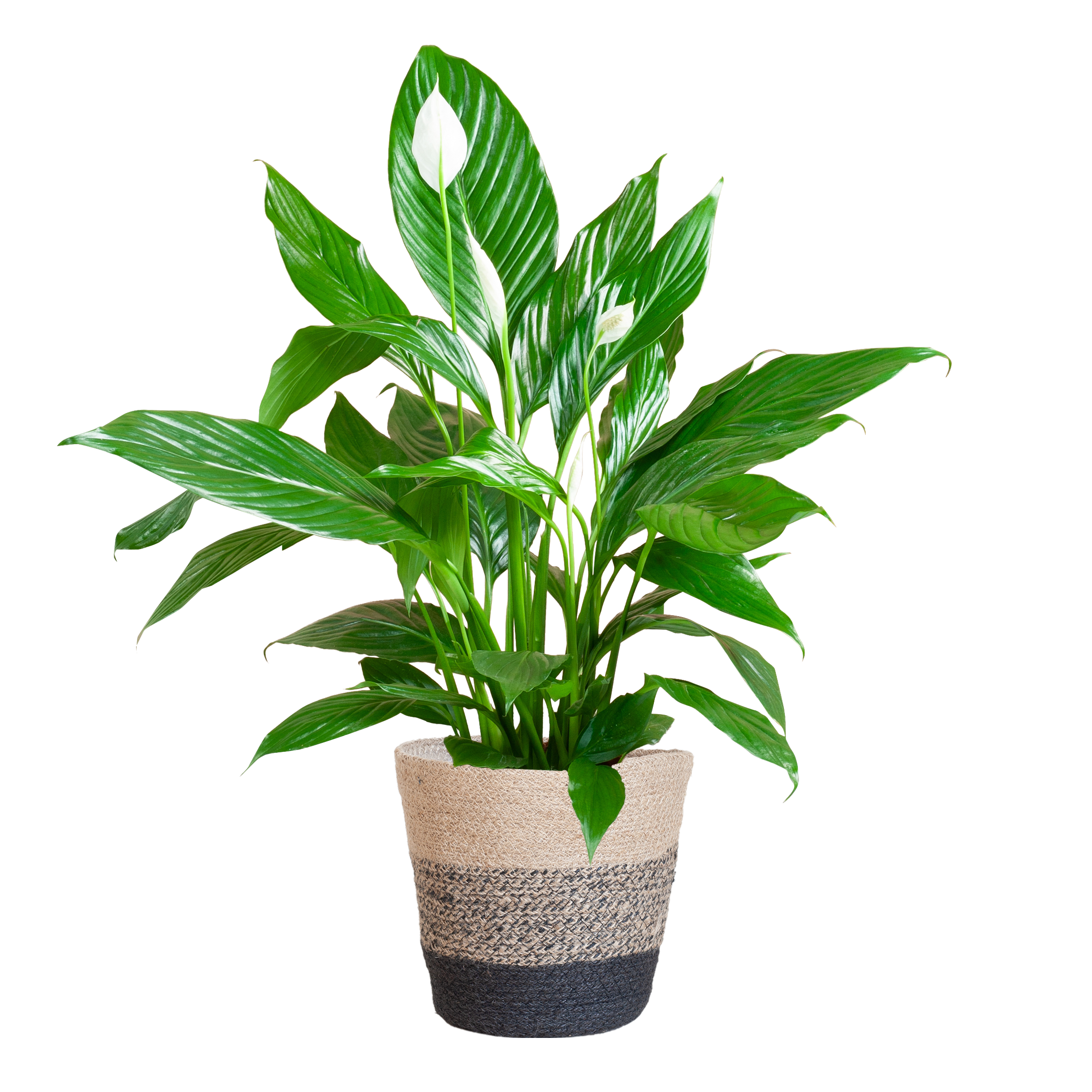 Spathiphyllum met Mand Lissabon zwart en pot Ø21cm. Plante verte type Spathiphyllum met Mand Lissabon zwart, livrée en pot, idéale pour intérieur lumineux.