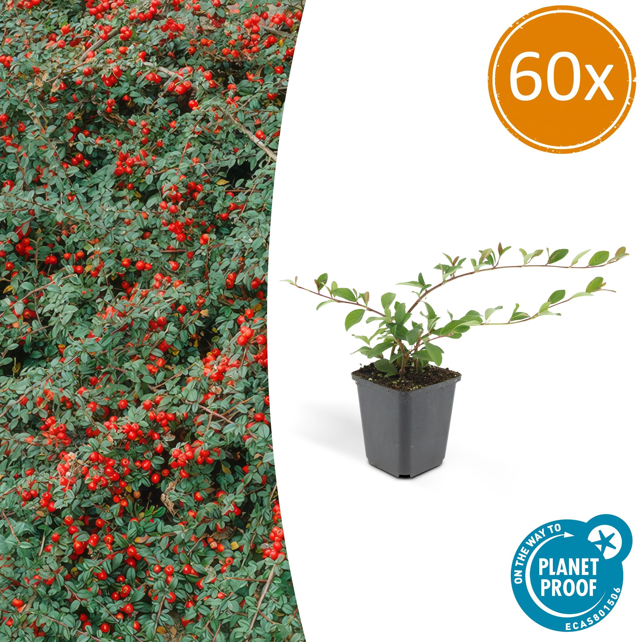 60x Cotoneaster dam. 'Major' en pot Ø9cm  Hauteur 25cm. Plante verte type 60x Cotoneaster dam. 'Major', livrée en pot, idéale pour intérieur lumineux.