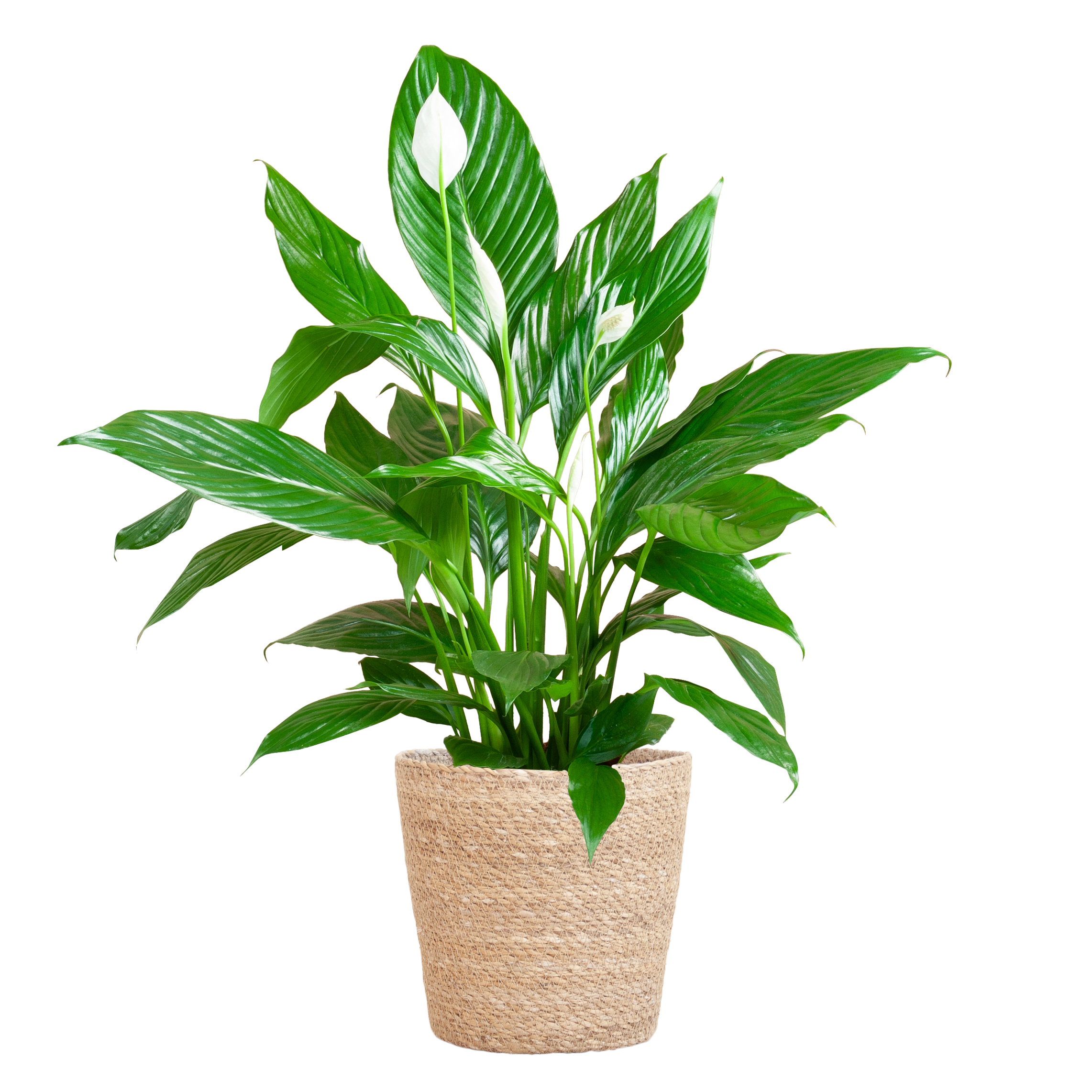 Spathiphyllum met Mand Sofia naturel en pot Ø21cm. Plante verte type Spathiphyllum met Mand Sofia naturel, livrée en pot, idéale pour intérieur lumineux.