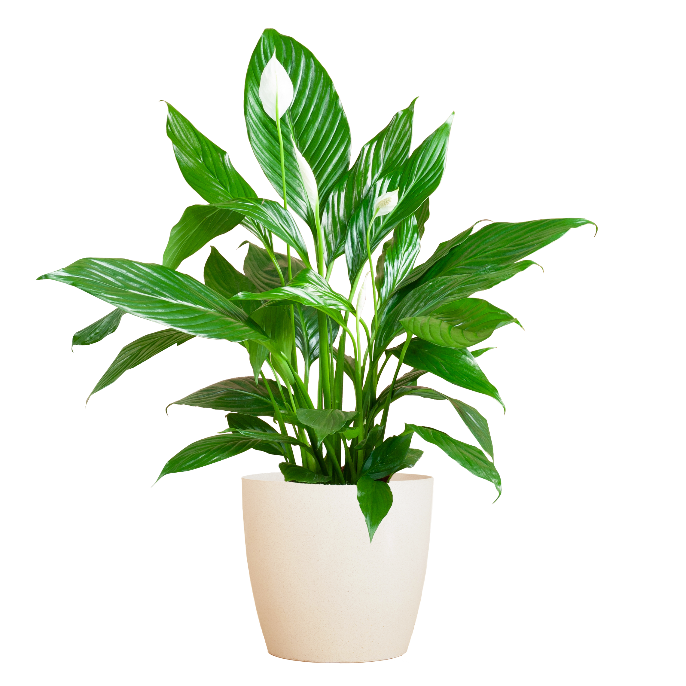 Spathiphyllum met Viber wit en pot Ø21cm. Plante verte type Spathiphyllum met Viber wit, livrée en pot, idéale pour intérieur lumineux.