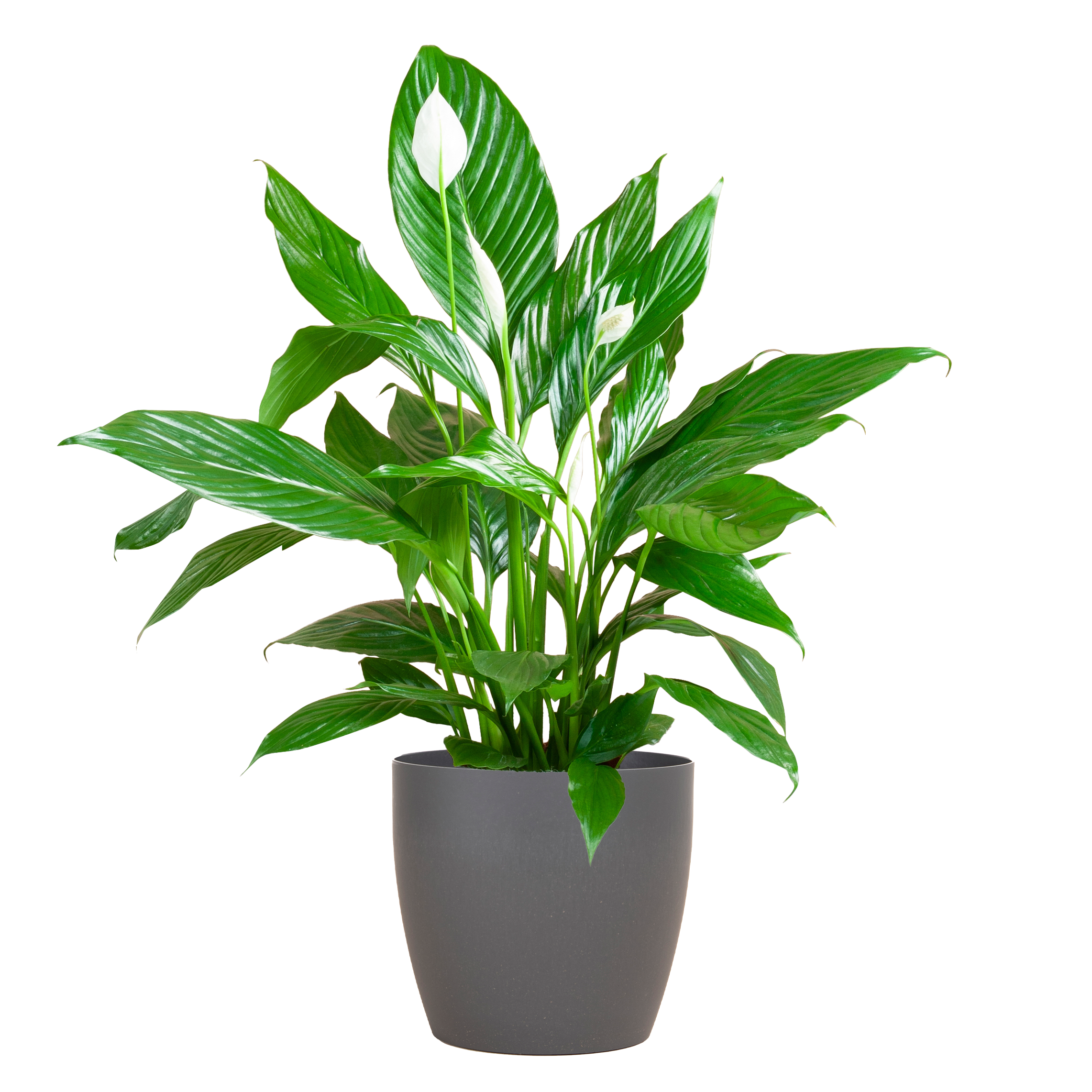 Spathiphyllum met Viber grijs en pot Ø21cm. Plante verte type Spathiphyllum met Viber grijs, livrée en pot, idéale pour intérieur lumineux.