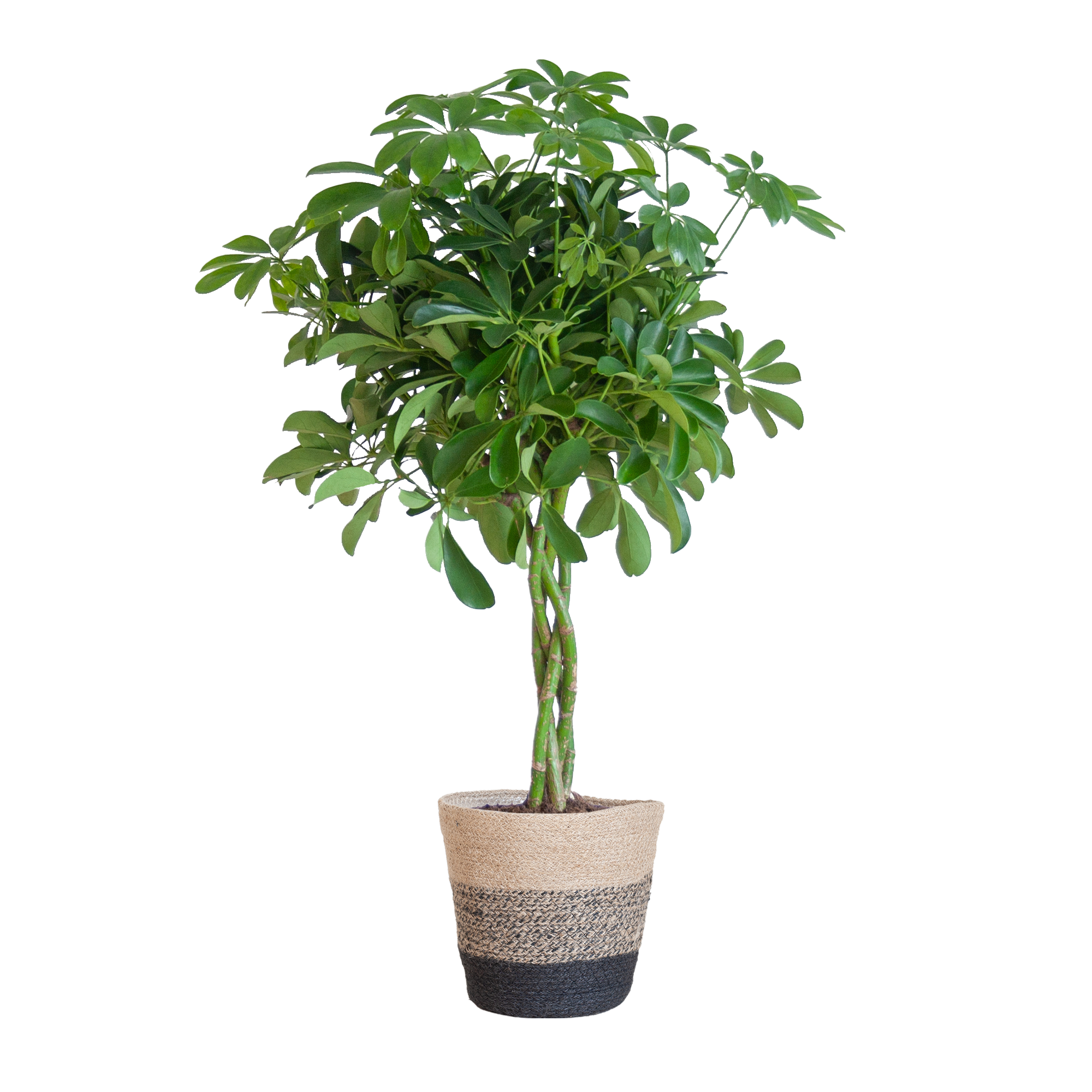 Schefflera Arab Nora met Mand Lissabon zwart en pot Ø21cm. Plante verte type Schefflera Arab Nora met Mand Lissabon zwart, livrée en pot, idéale pour intérieur lumineux.