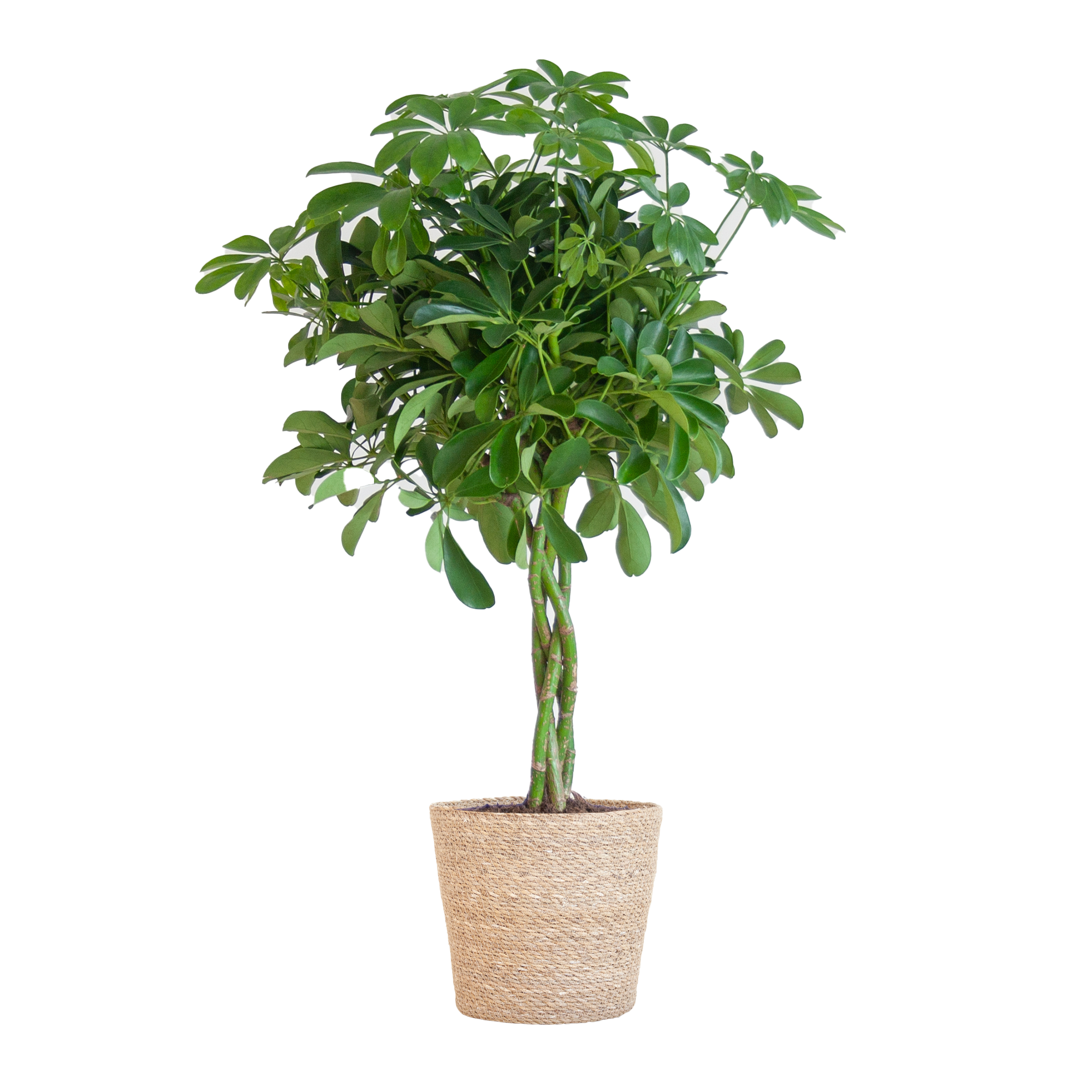 Schefflera Arab Nora met Mand Sofia naturel en pot Ø21cm. Plante verte type Schefflera Arab Nora met Mand Sofia naturel, livrée en pot, idéale pour intérieur lumineux.
