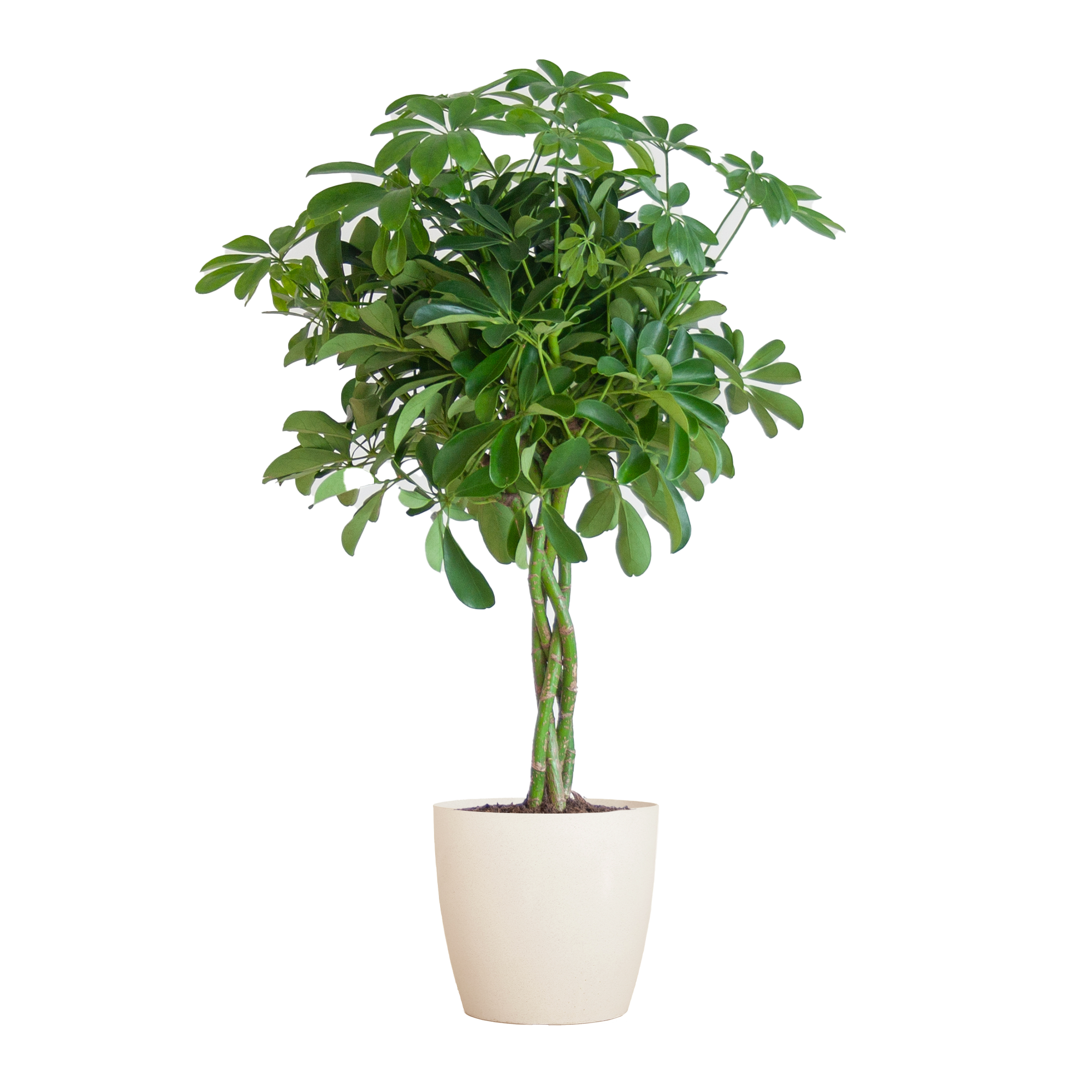 Schefflera Arab Nora met Viber wit en pot Ø21cm. Plante verte type Schefflera Arab Nora met Viber wit, livrée en pot, idéale pour intérieur lumineux.