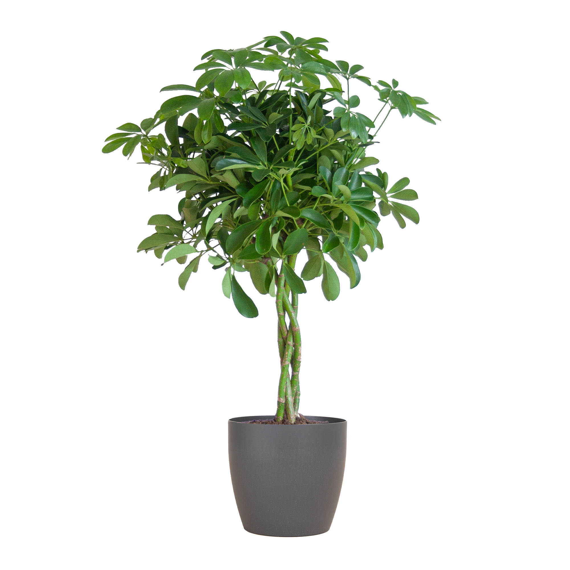 Schefflera Arab Nora met Viber grijs en pot Ø21cm. Plante verte type Schefflera Arab Nora met Viber grijs, livrée en pot, idéale pour intérieur lumineux.