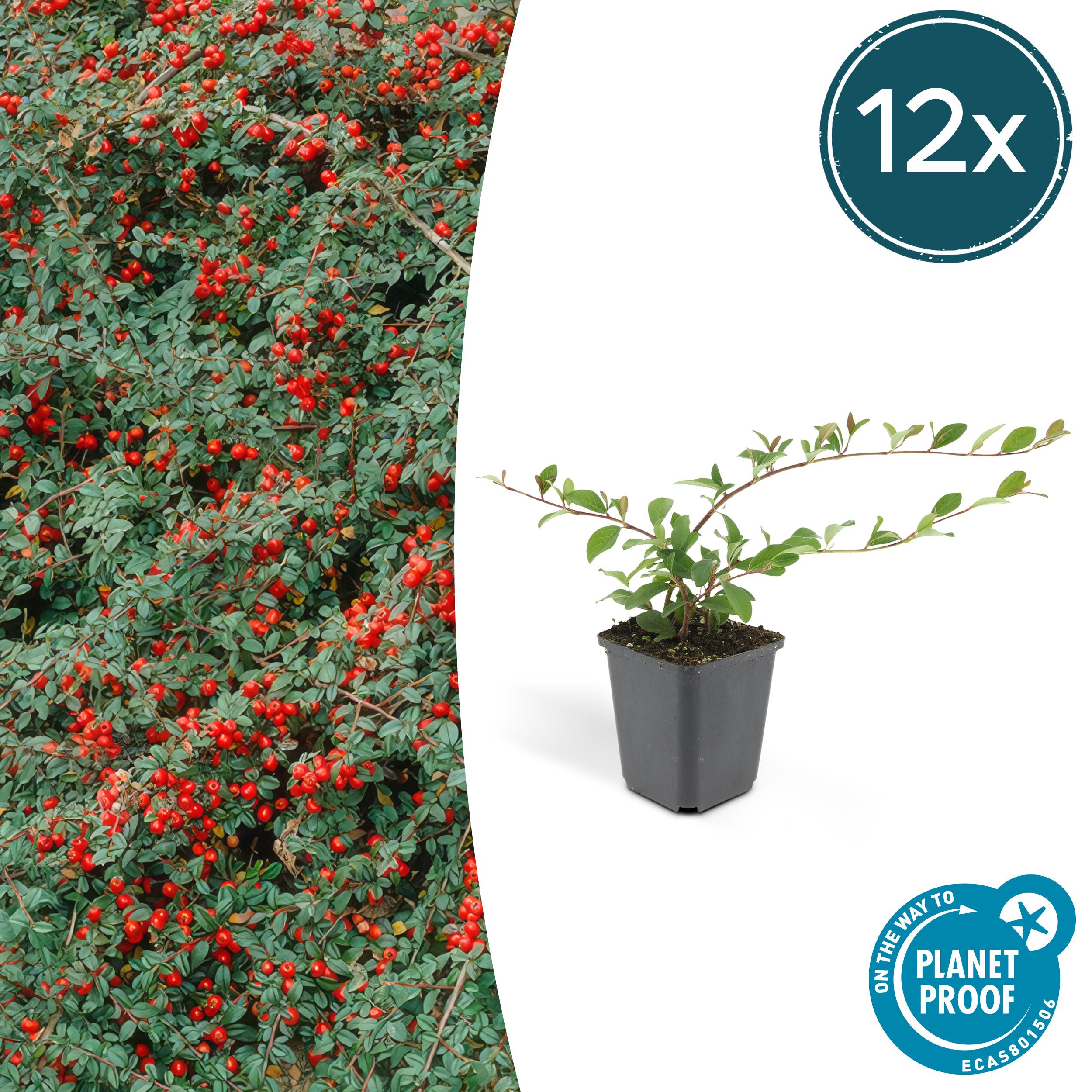12x Cotoneaster dammeri en pot Ø9cm  Hauteur 10cm. Plante verte type 12x Cotoneaster dammeri, livrée en pot, idéale pour intérieur lumineux.