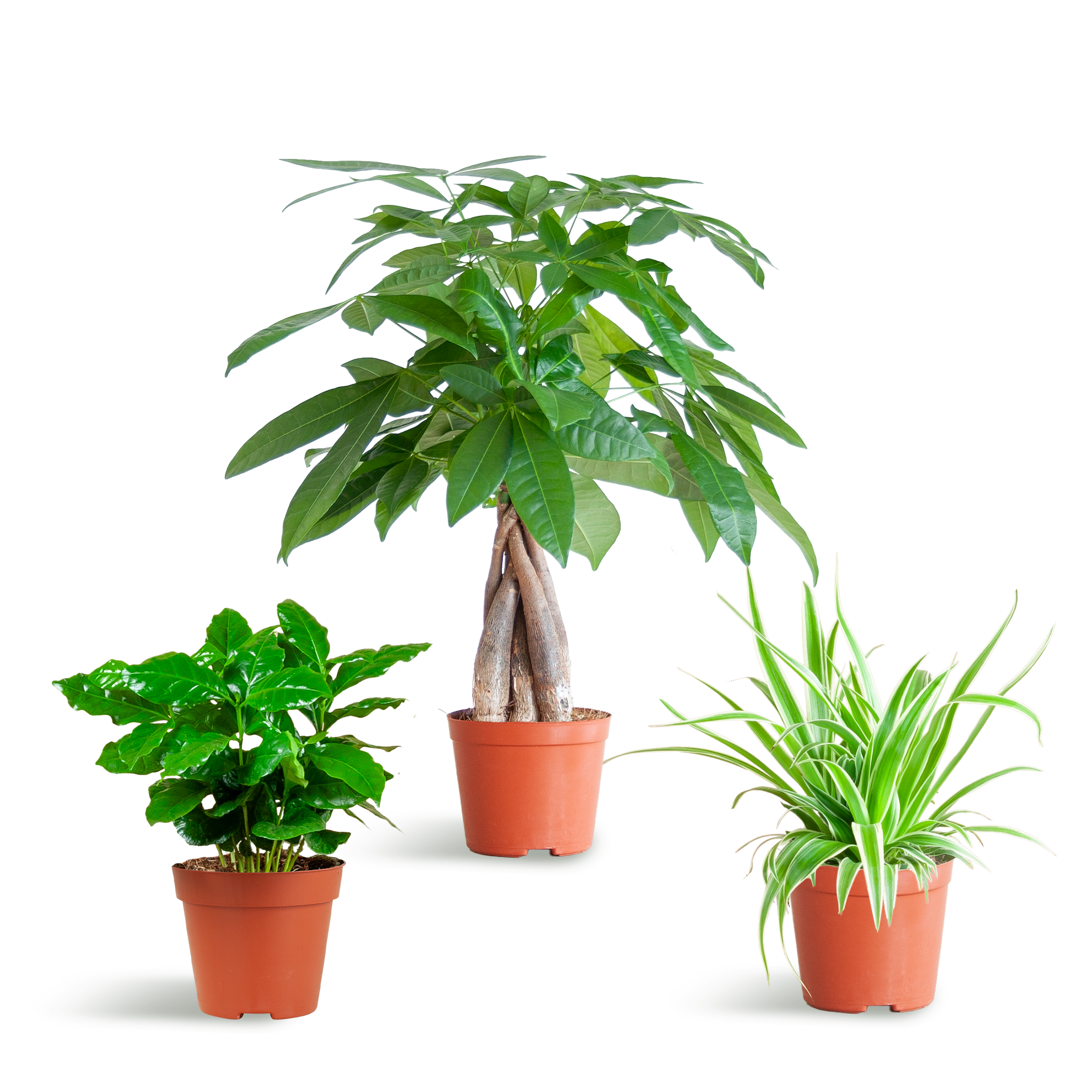 Diervriendelijke Plantenbox en pot Ø12cm. Plante verte type Diervriendelijke Plantenbox, livrée en pot, idéale pour intérieur lumineux.