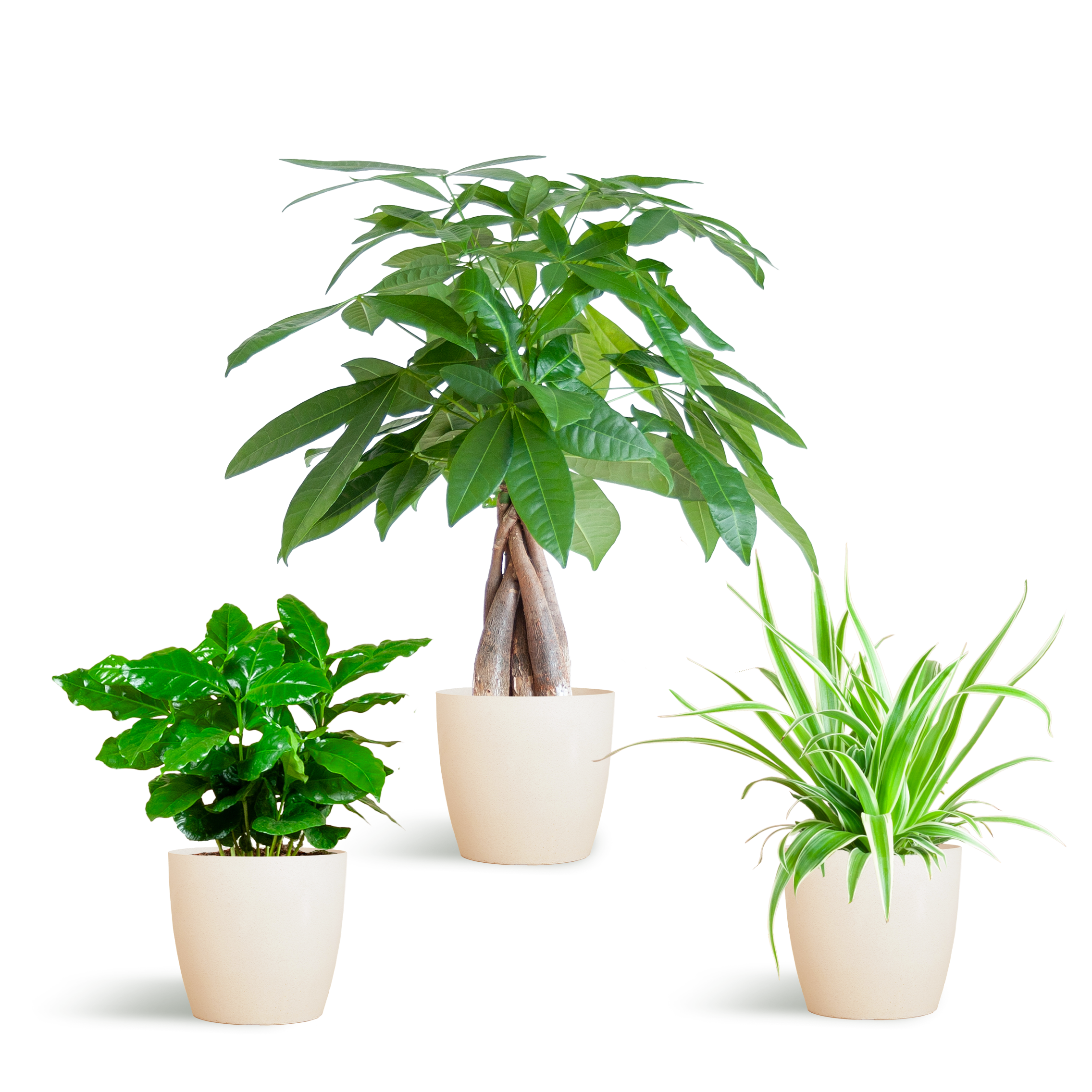 Diervriendelijke Plantenbox en pot Ø12cm. Plante verte type Diervriendelijke Plantenbox, livrée en pot, idéale pour intérieur lumineux.