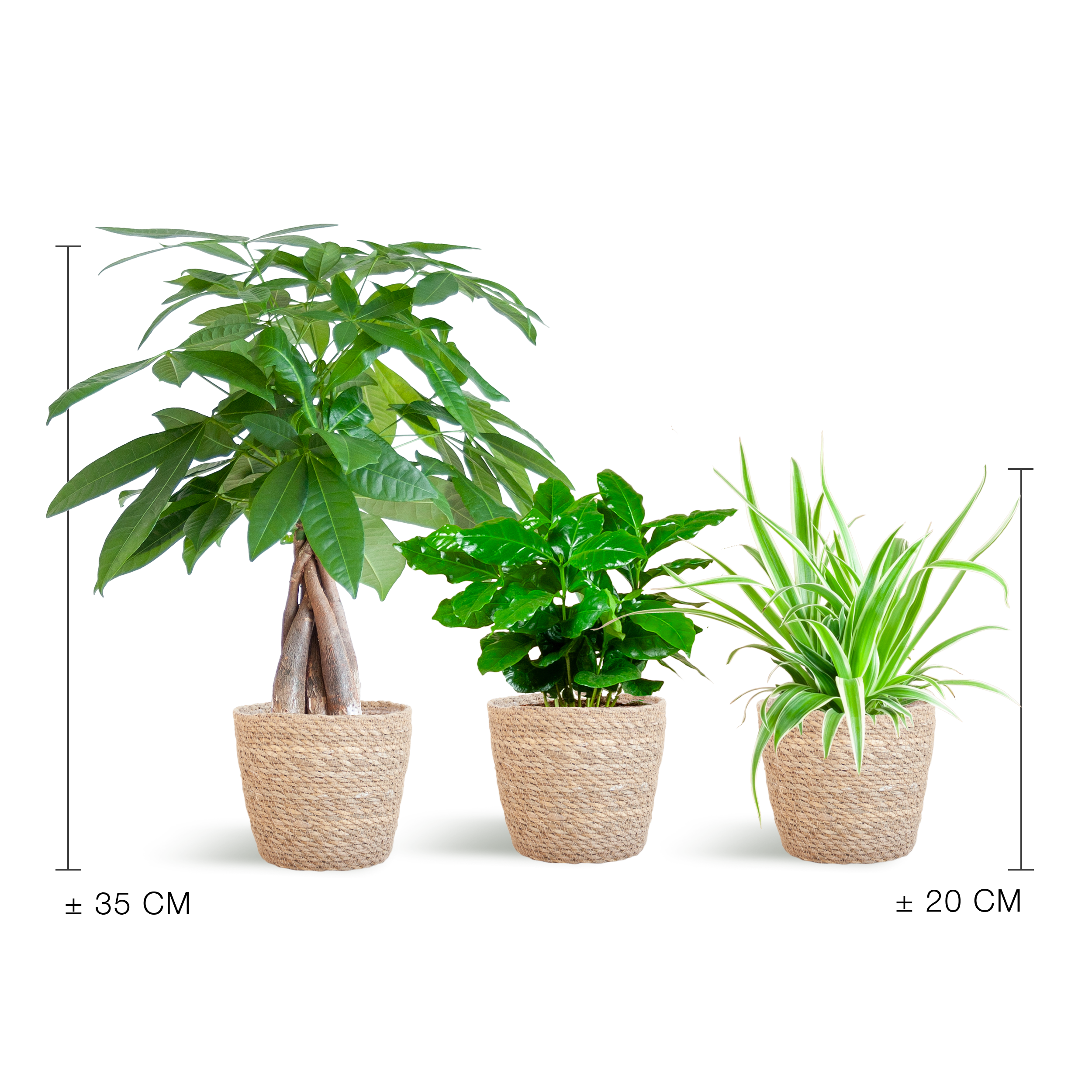 Diervriendelijke Plantenbox en pot Ø12cm. Plante verte type Diervriendelijke Plantenbox, livrée en pot, idéale pour intérieur lumineux. – Image 2
