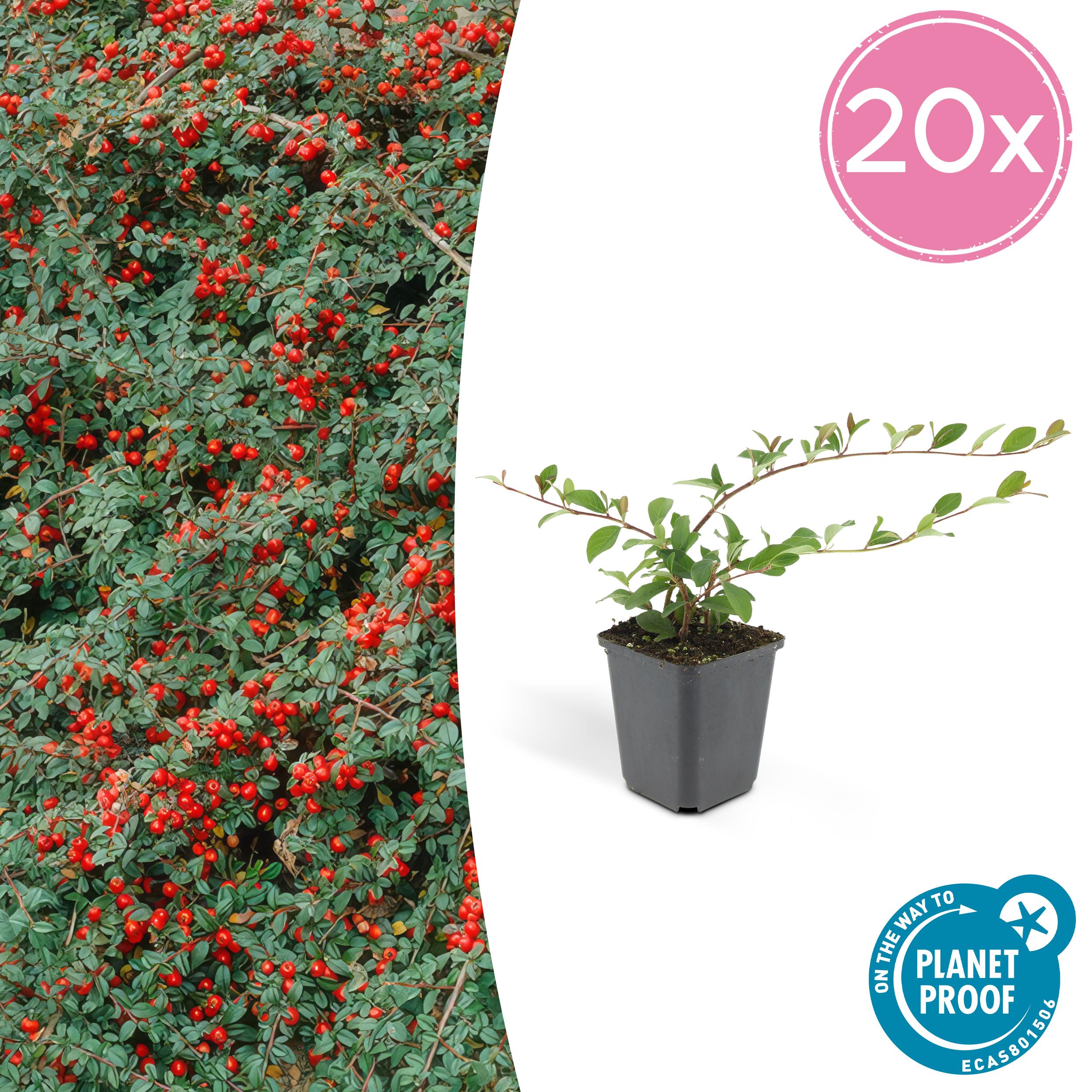 20x Cotoneaster dammeri en pot Ø9cm  Hauteur 10cm. Plante verte type 20x Cotoneaster dammeri, livrée en pot, idéale pour intérieur lumineux.