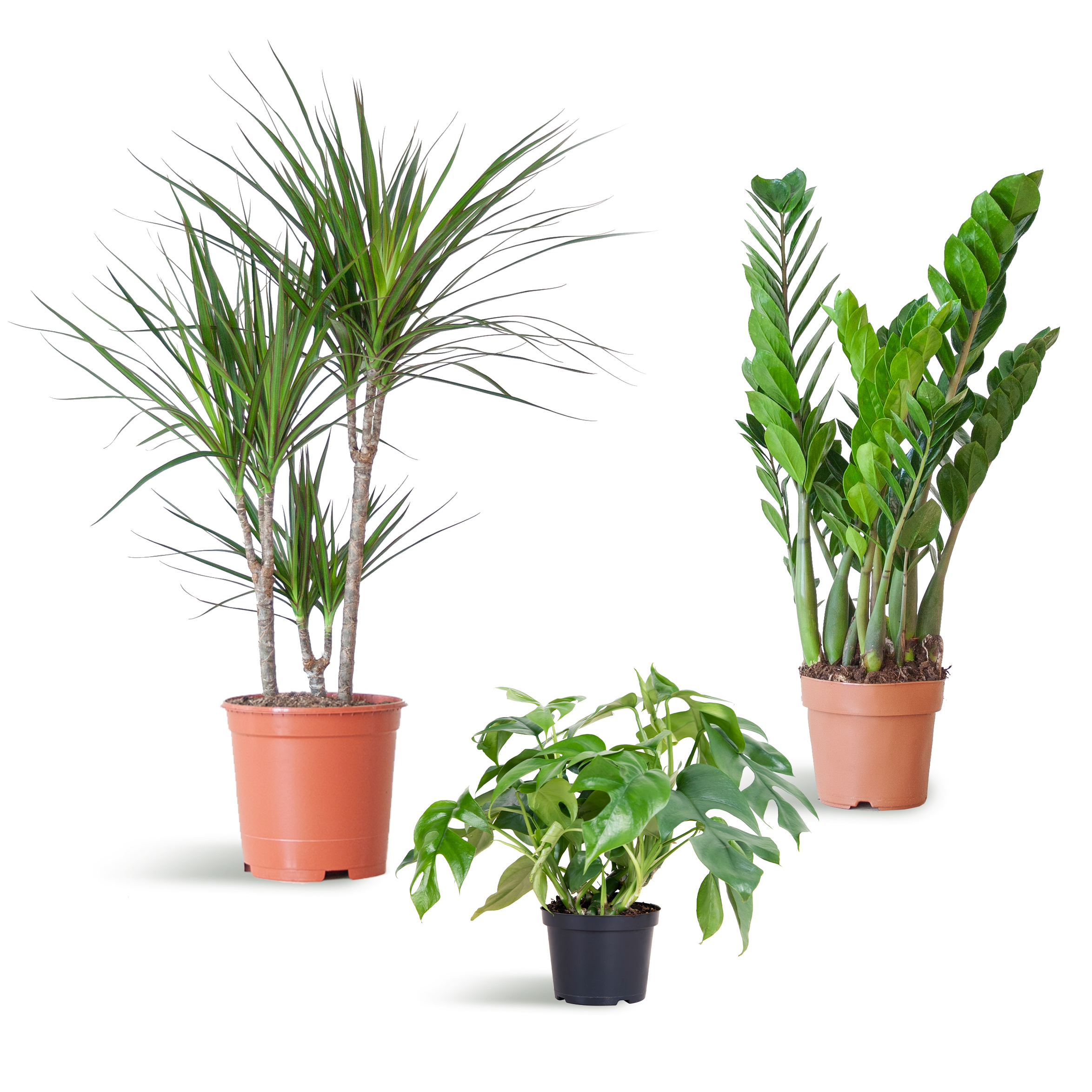 Schaduw Plantenbox en pot. Plante verte type Schaduw Plantenbox, livrée en pot, idéale pour intérieur lumineux.
