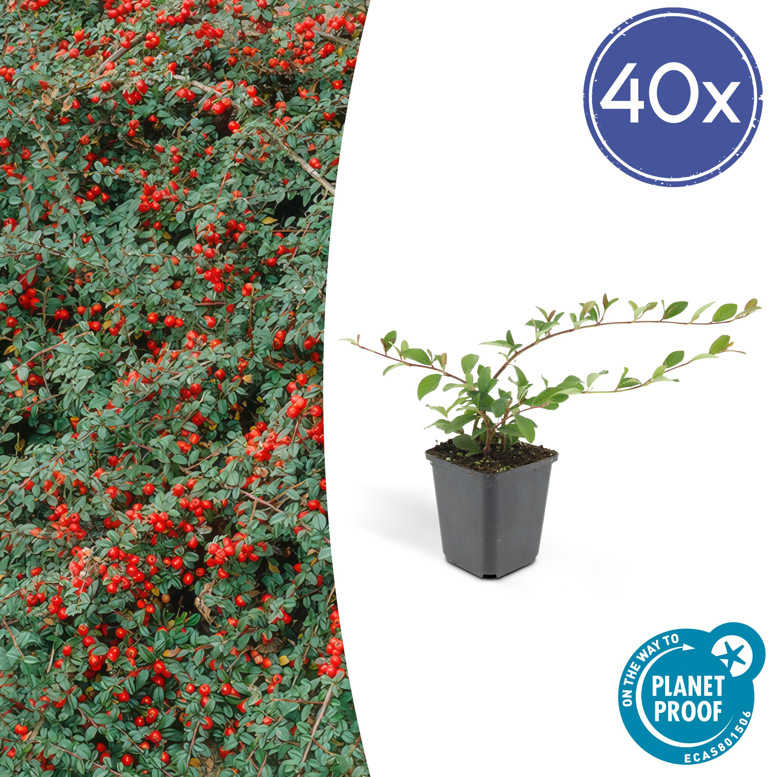40x Cotoneaster dammeri en pot Ø9cm  Hauteur 10cm. Plante verte type 40x Cotoneaster dammeri, livrée en pot, idéale pour intérieur lumineux.