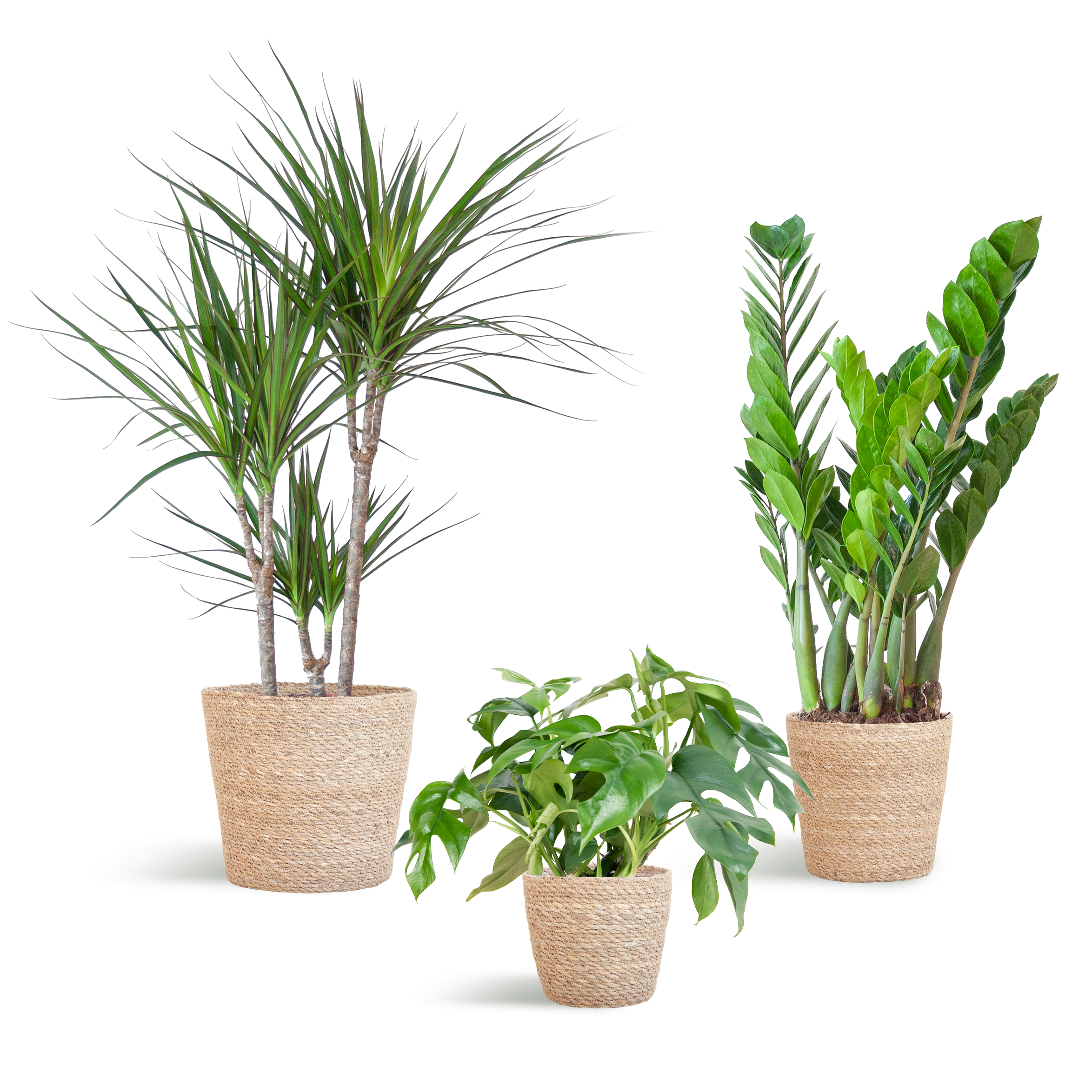 Schaduw Plantenbox en pot. Plante verte type Schaduw Plantenbox, livrée en pot, idéale pour intérieur lumineux.