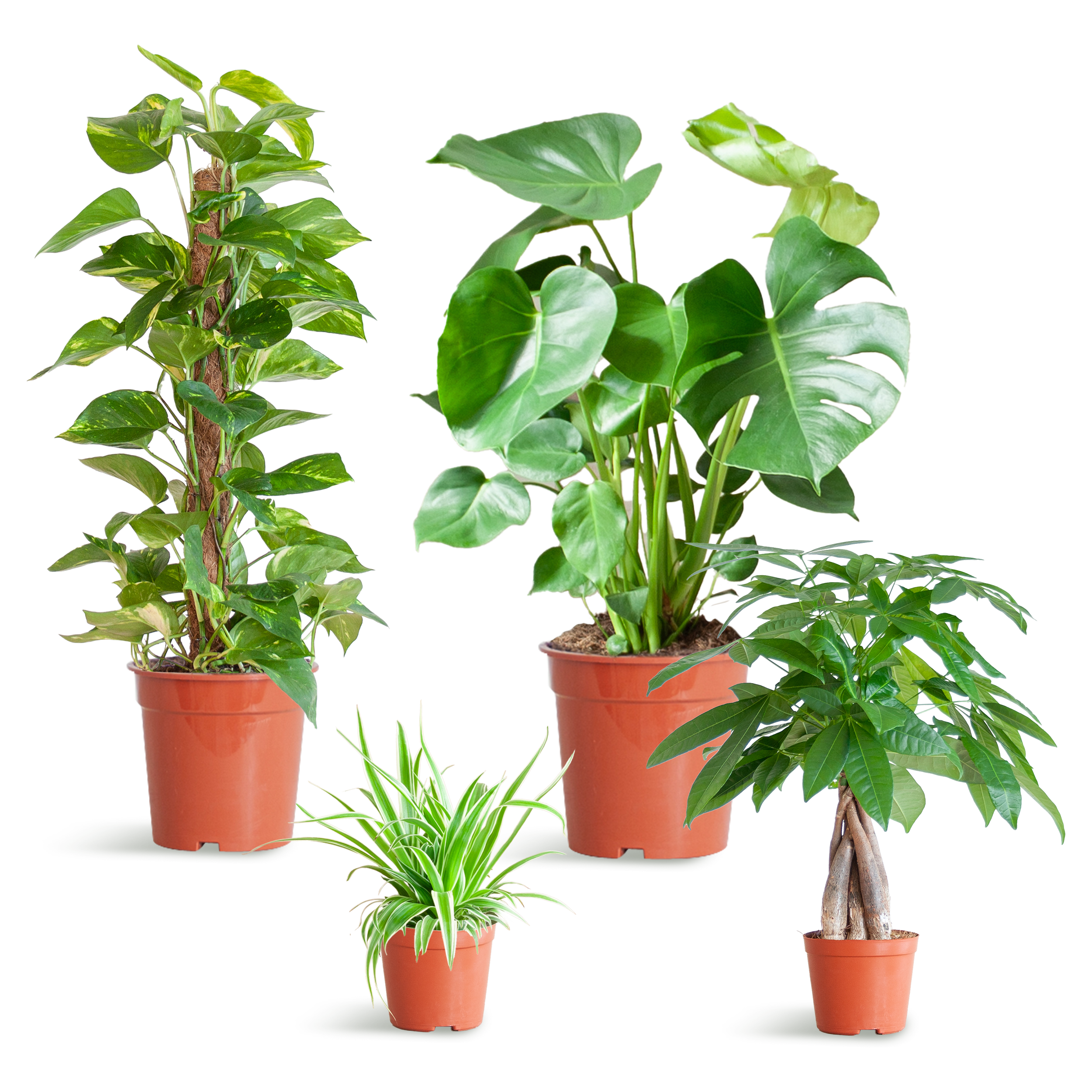 Easy care Plantenbox en pot. Plante verte type Easy care Plantenbox, livrée en pot, idéale pour intérieur lumineux.