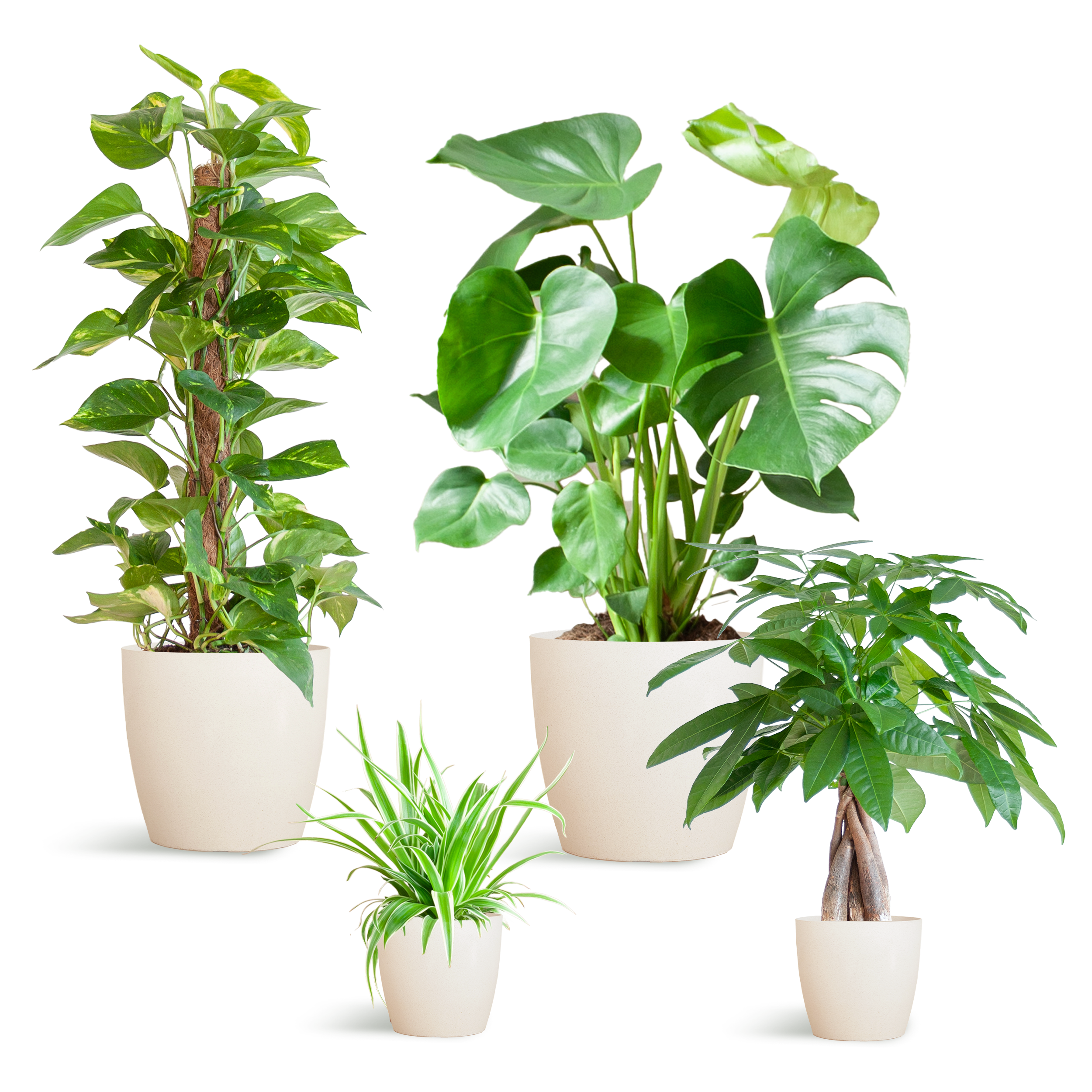 Easy care Plantenbox en pot. Plante verte type Easy care Plantenbox, livrée en pot, idéale pour intérieur lumineux.