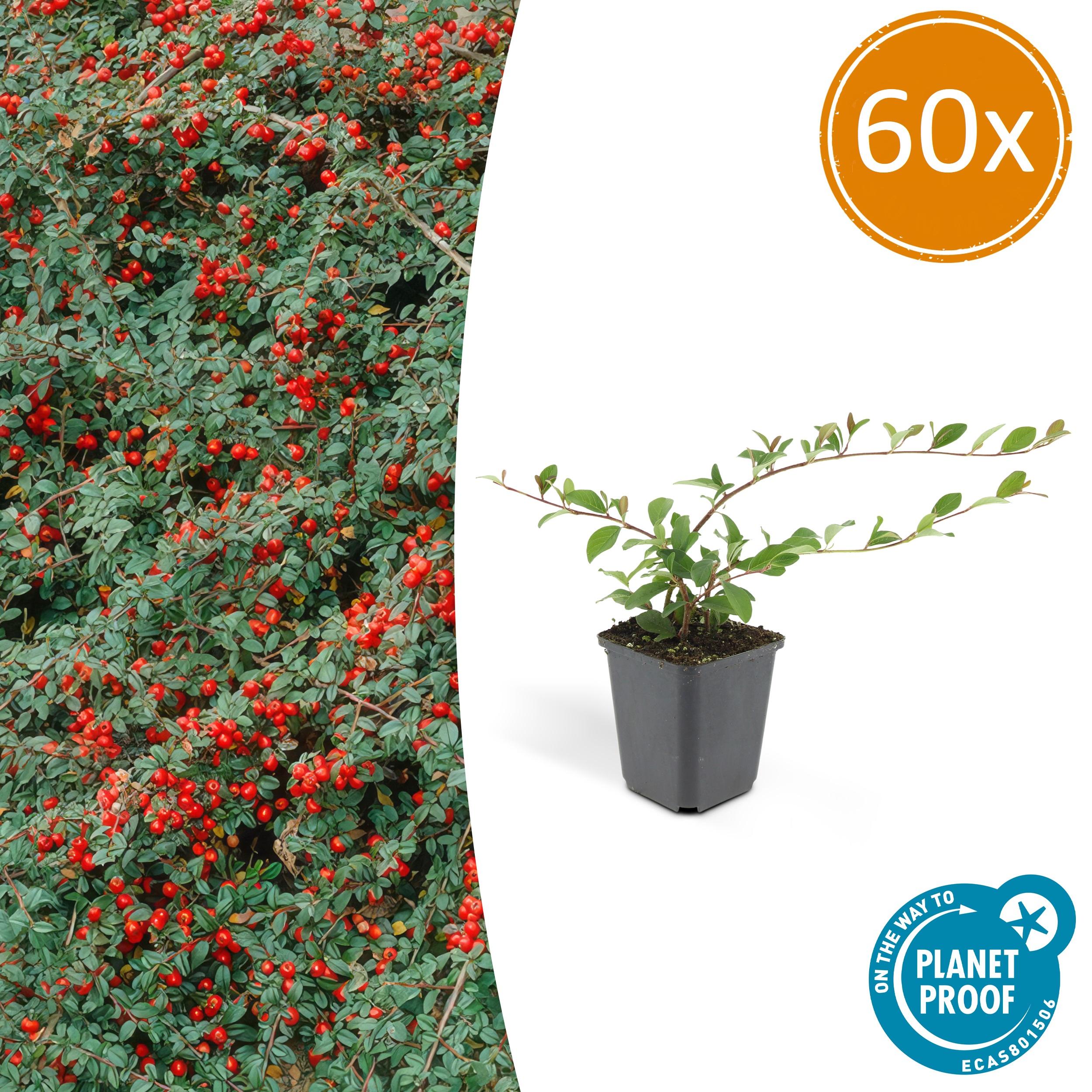 60x Cotoneaster dammeri en pot Ø9cm  Hauteur 10cm. Plante verte type 60x Cotoneaster dammeri, livrée en pot, idéale pour intérieur lumineux.