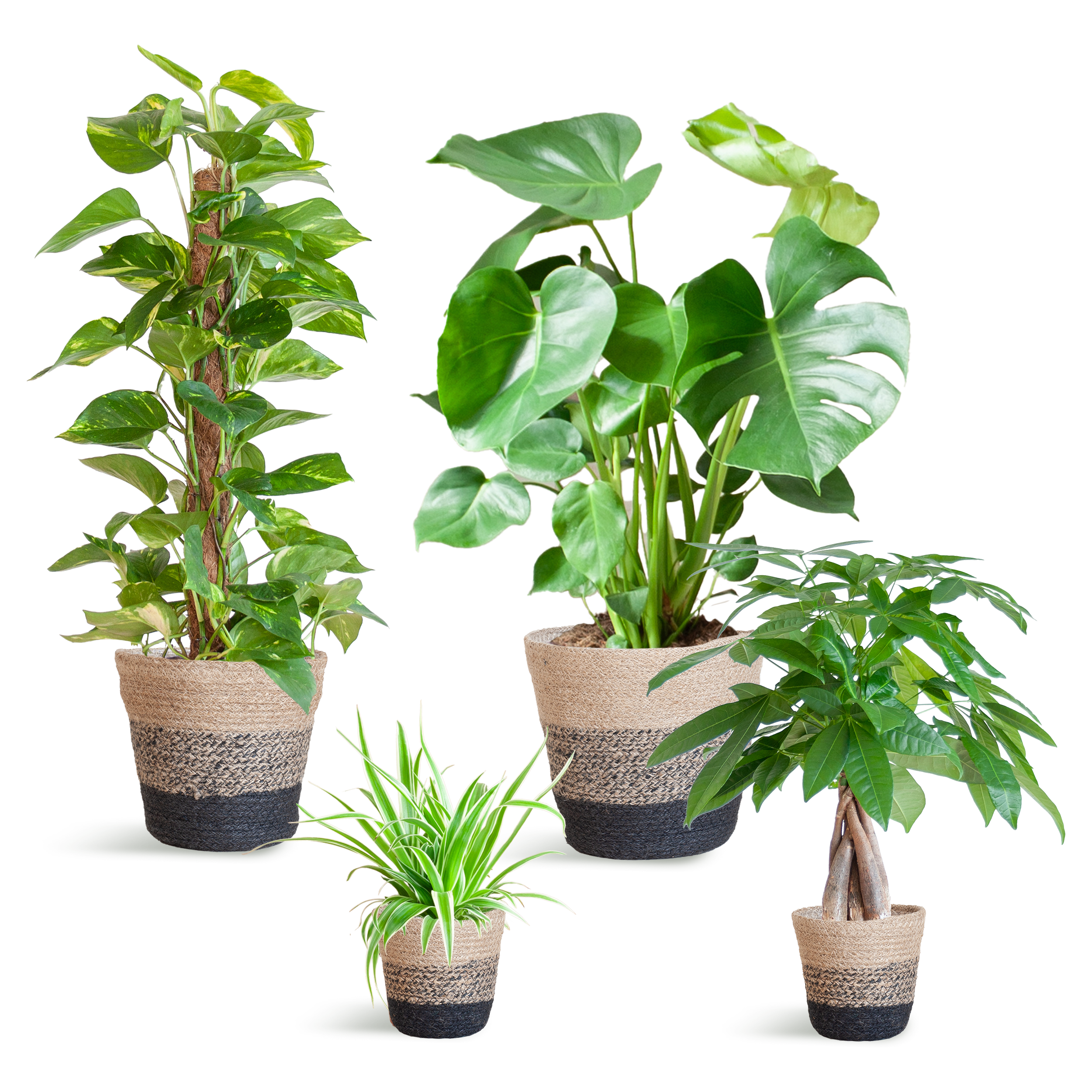 Easy care Plantenbox en pot. Plante verte type Easy care Plantenbox, livrée en pot, idéale pour intérieur lumineux.