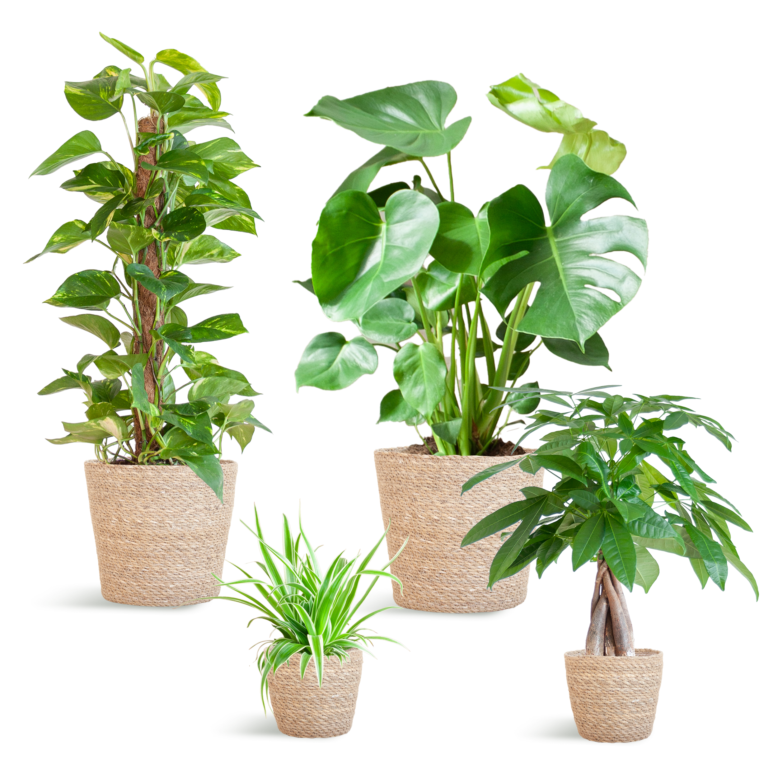 Easy care Plantenbox en pot. Plante verte type Easy care Plantenbox, livrée en pot, idéale pour intérieur lumineux.