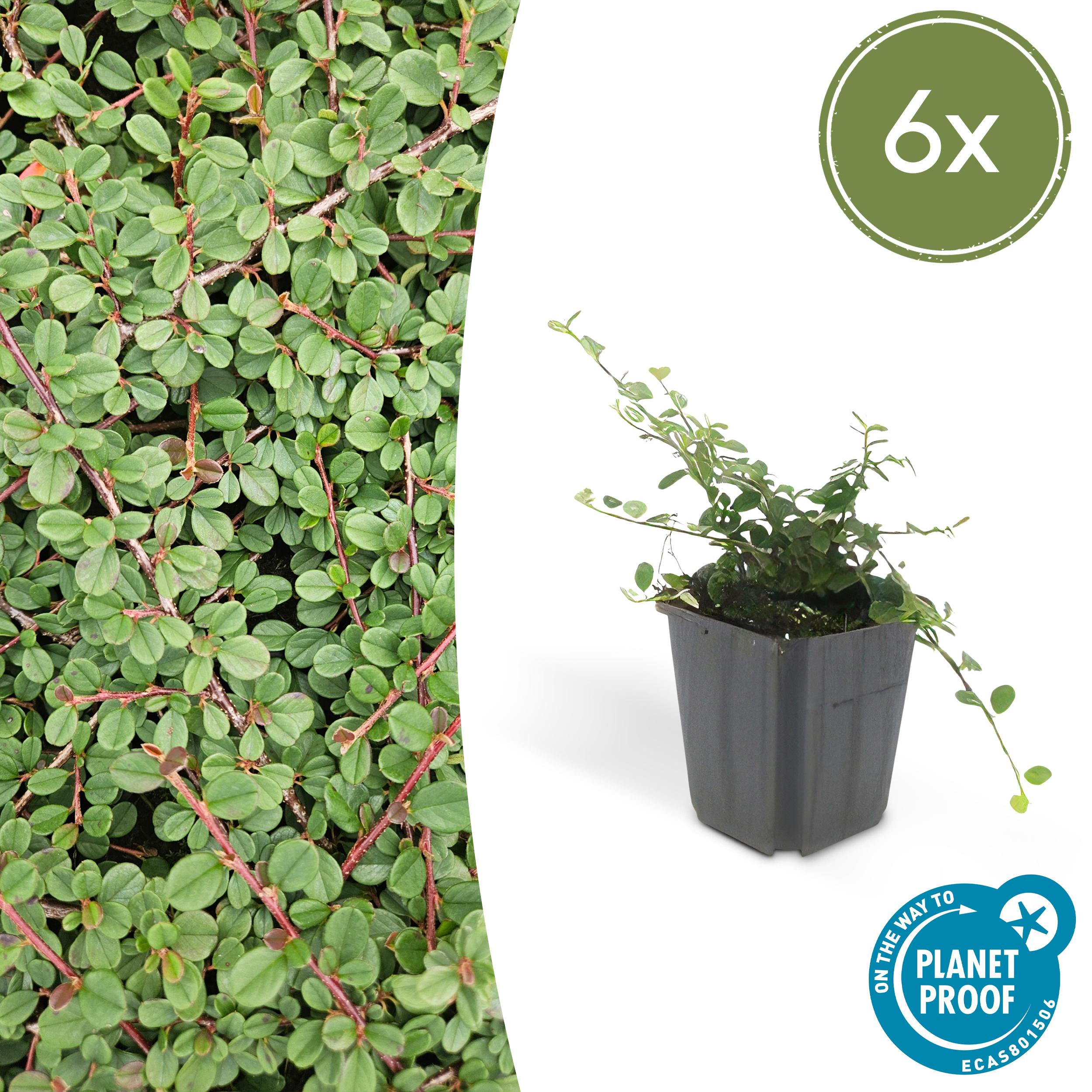 6x Cotoneaster pr. 'Queen of Carpets' en pot Ø9cm  Hauteur 10cm. Plante verte type 6x Cotoneaster pr. 'Queen of Carpets', livrée en pot, idéale pour intérieur lumineux.
