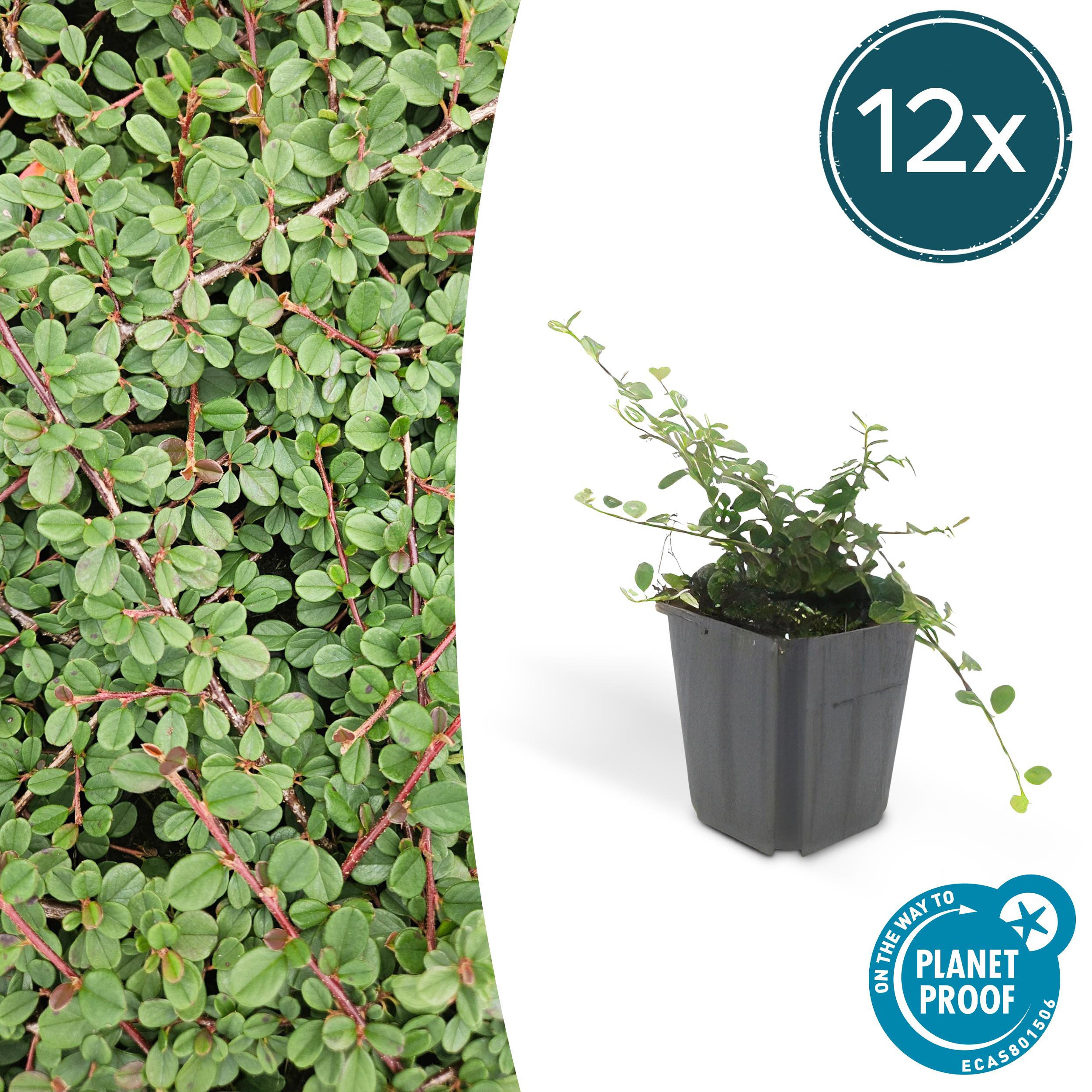 12x Cotoneaster pr. 'Queen of Carpets' en pot Ø9cm  Hauteur 10cm. Plante verte type 12x Cotoneaster pr. 'Queen of Carpets', livrée en pot, idéale pour intérieur lumineux.