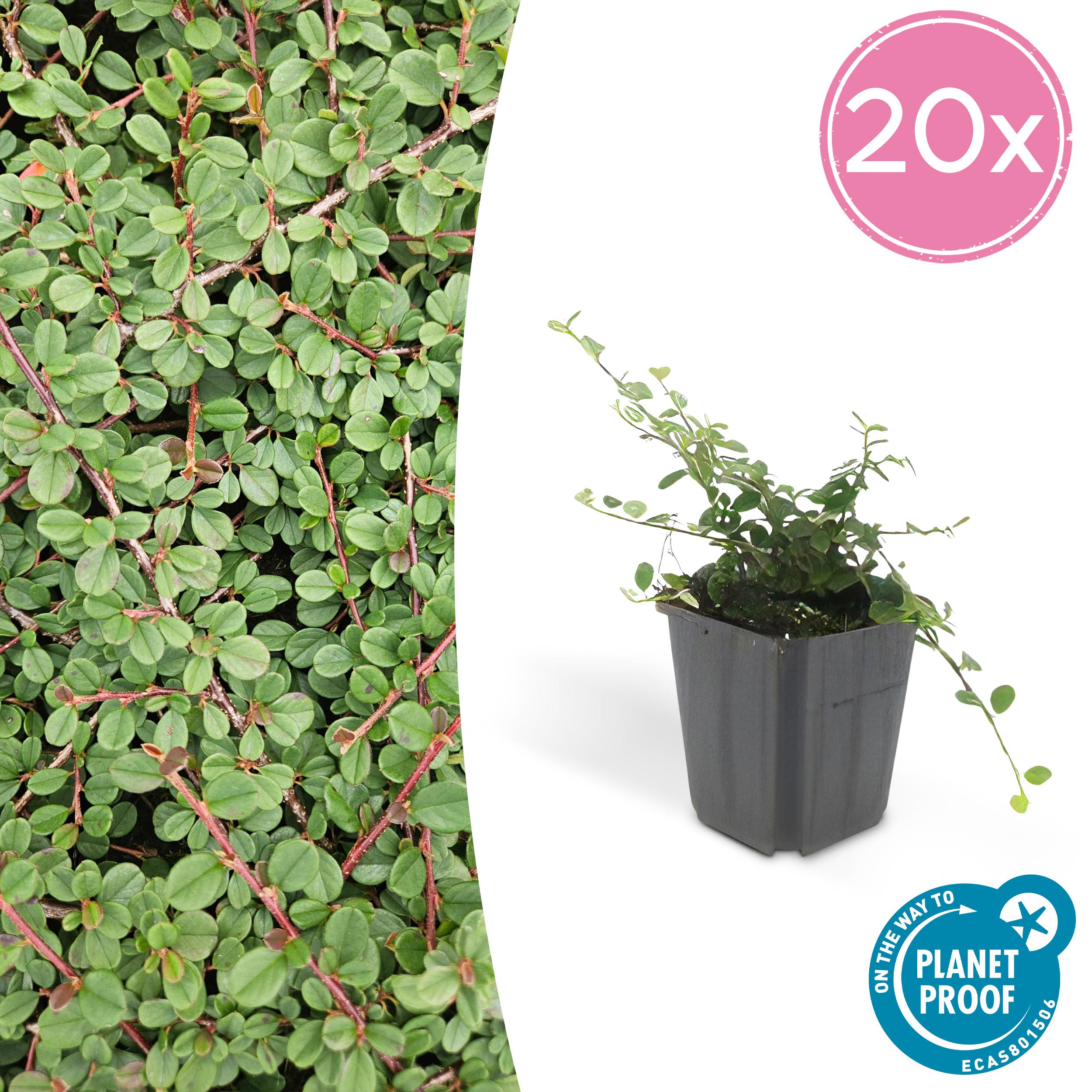 20x Cotoneaster pr. 'Queen of Carpets' en pot Ø9cm  Hauteur 10cm. Plante verte type 20x Cotoneaster pr. 'Queen of Carpets', livrée en pot, idéale pour intérieur lumineux.