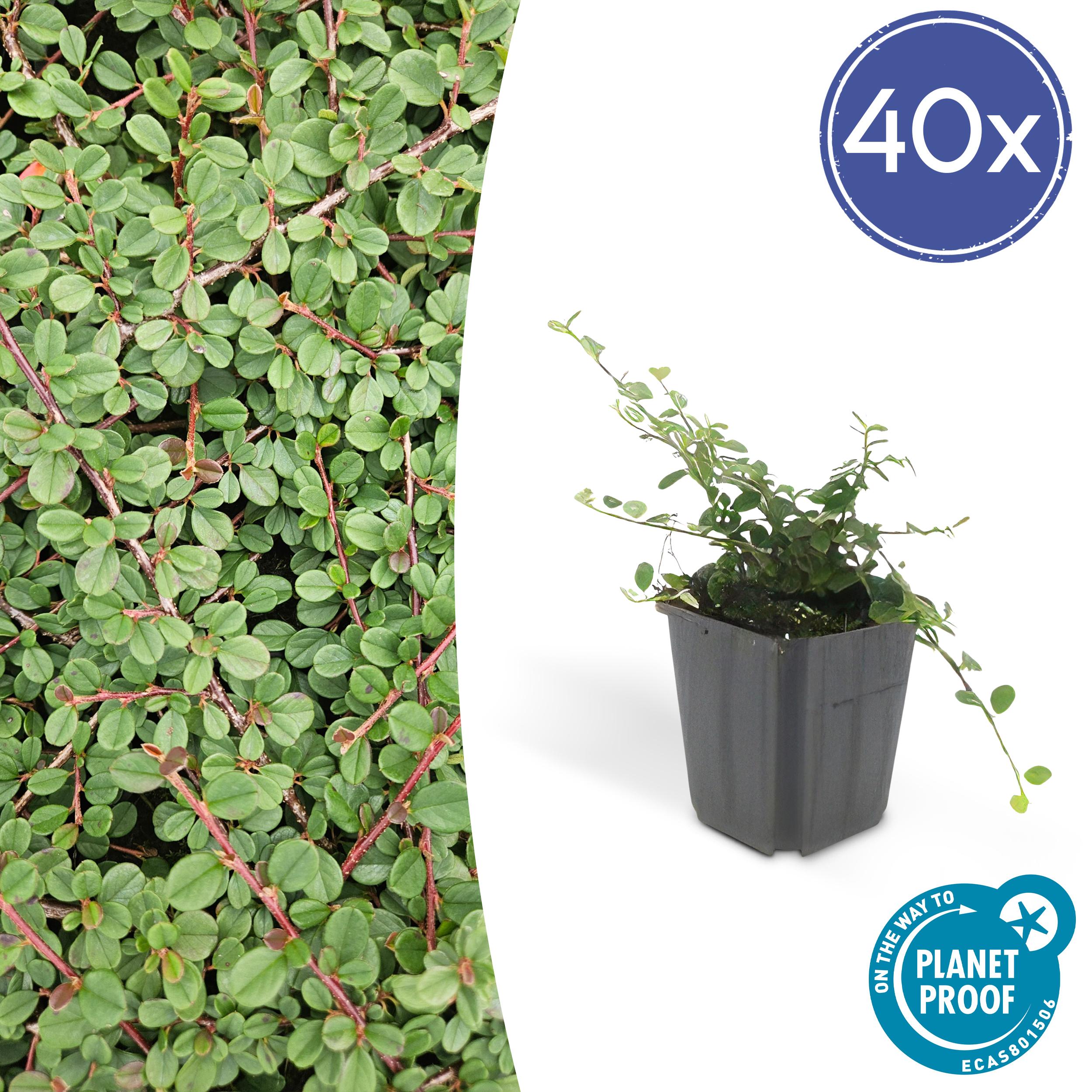 40x Cotoneaster pr. 'Queen of Carpets' en pot Ø9cm  Hauteur 10cm. Plante verte type 40x Cotoneaster pr. 'Queen of Carpets', livrée en pot, idéale pour intérieur lumineux.