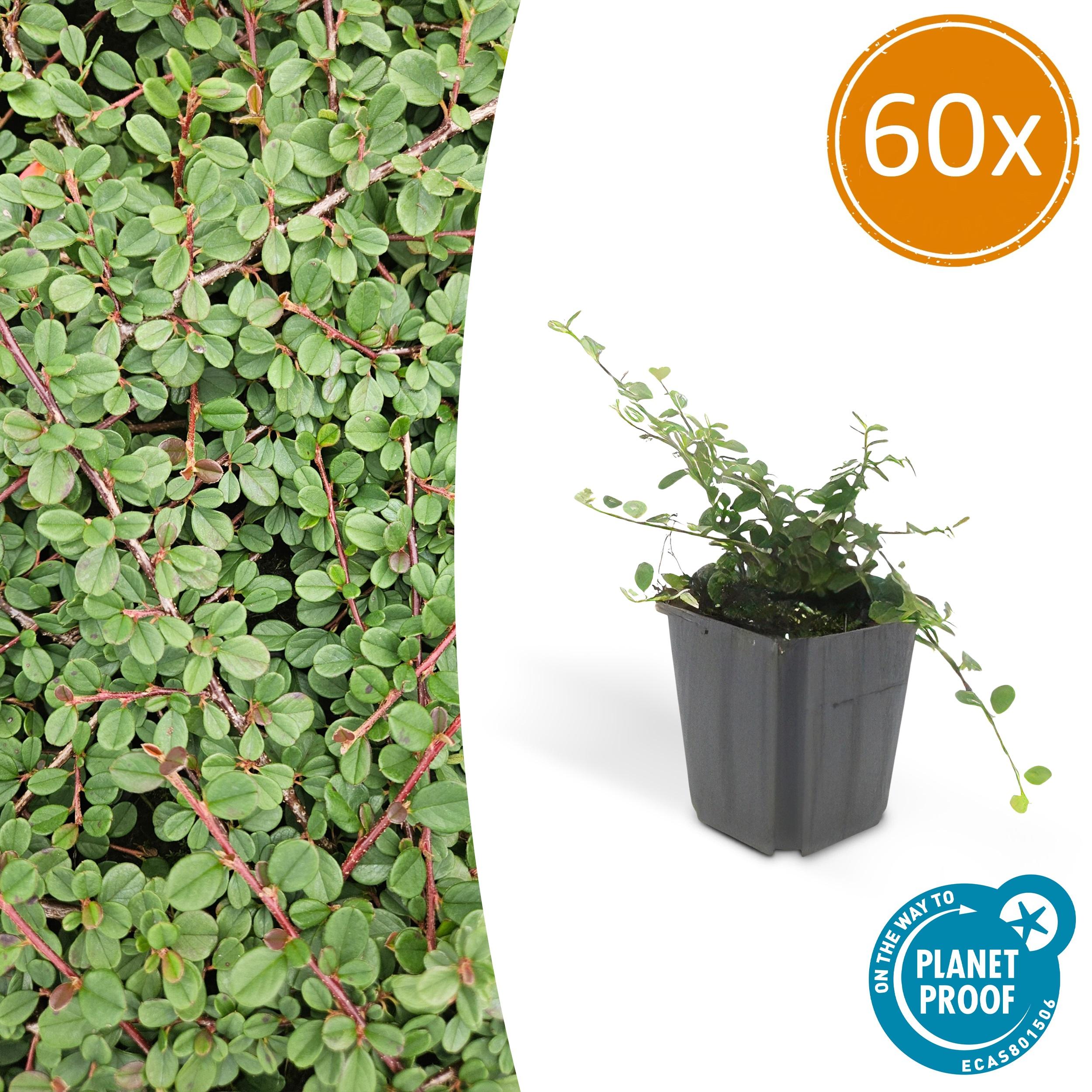60x Cotoneaster pr. 'Queen of Carpets' en pot Ø9cm  Hauteur 10cm. Plante verte type 60x Cotoneaster pr. 'Queen of Carpets', livrée en pot, idéale pour intérieur lumineux.