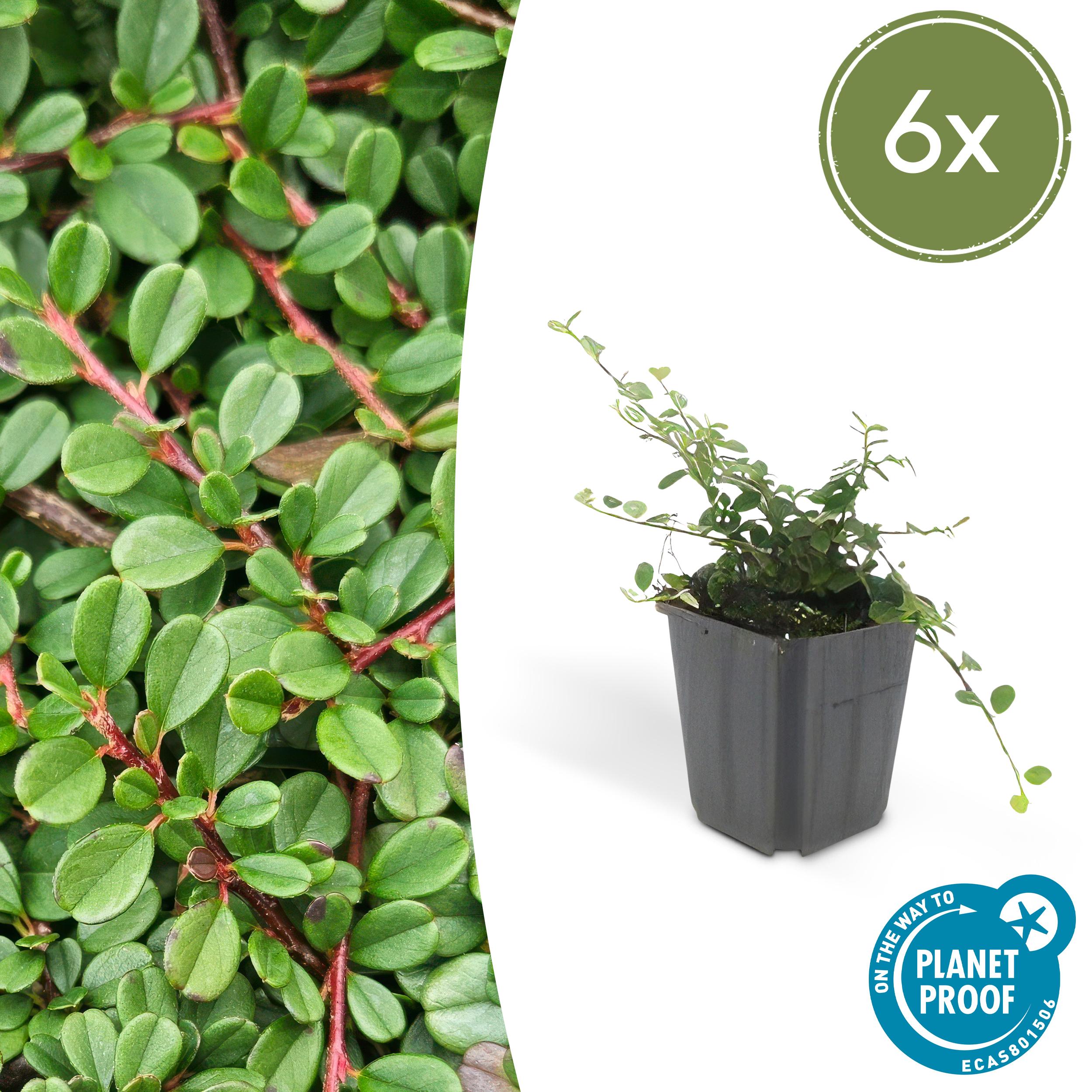 6x Cotoneaster pr. 'Streib's Findling' en pot Ø9cm  Hauteur 10cm. Plante verte type 6x Cotoneaster pr. 'Streib's Findling', livrée en pot, idéale pour intérieur lumineux.