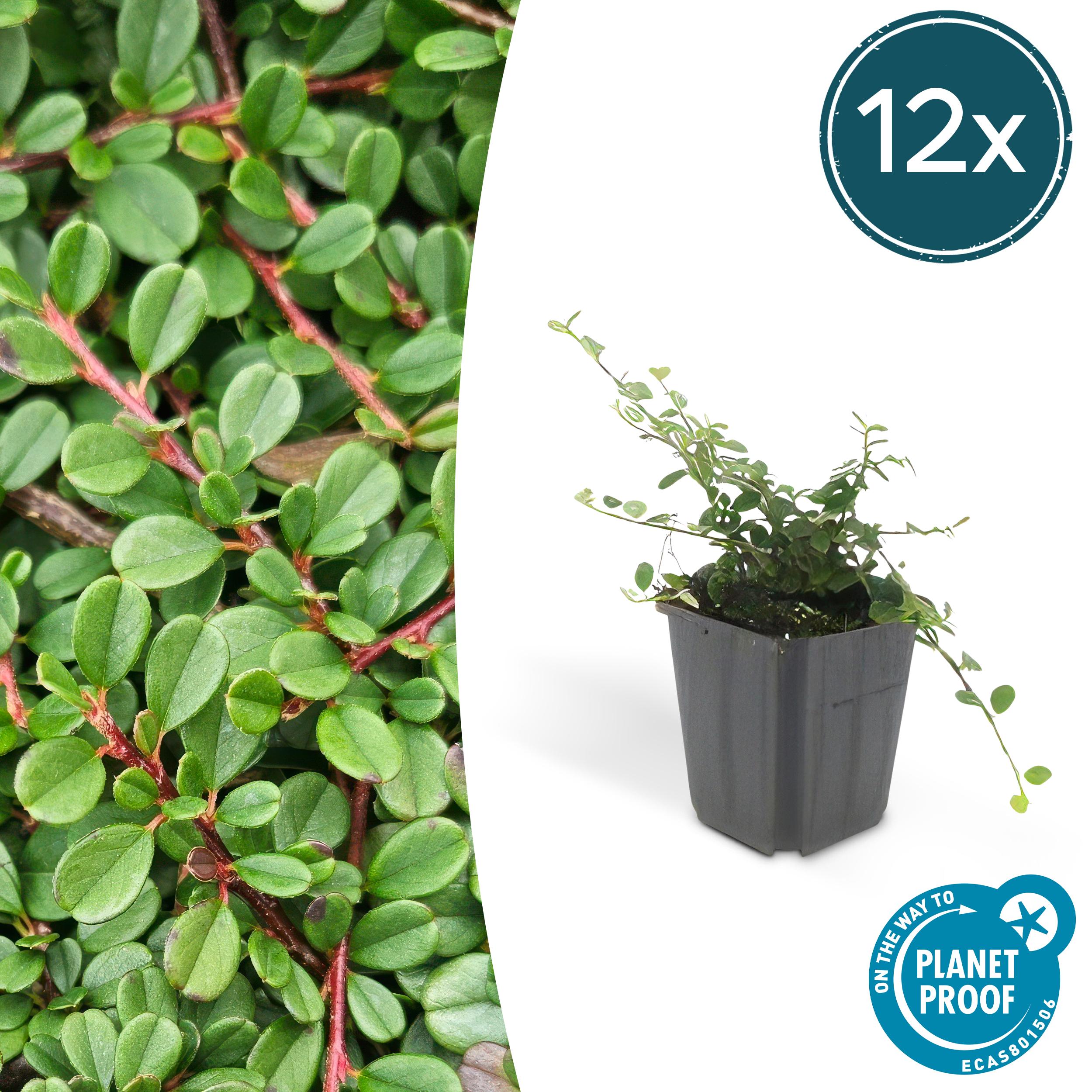 12x Cotoneaster pr. 'Streib's Findling' en pot Ø9cm  Hauteur 10cm. Plante verte type 12x Cotoneaster pr. 'Streib's Findling', livrée en pot, idéale pour intérieur lumineux.