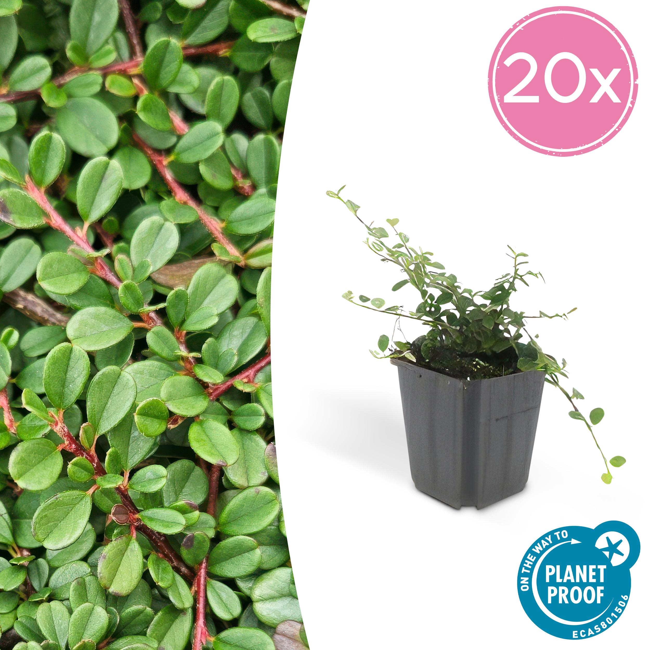20x Cotoneaster pr. 'Streib's Findling' en pot Ø9cm  Hauteur 10cm. Plante verte type 20x Cotoneaster pr. 'Streib's Findling', livrée en pot, idéale pour intérieur lumineux.