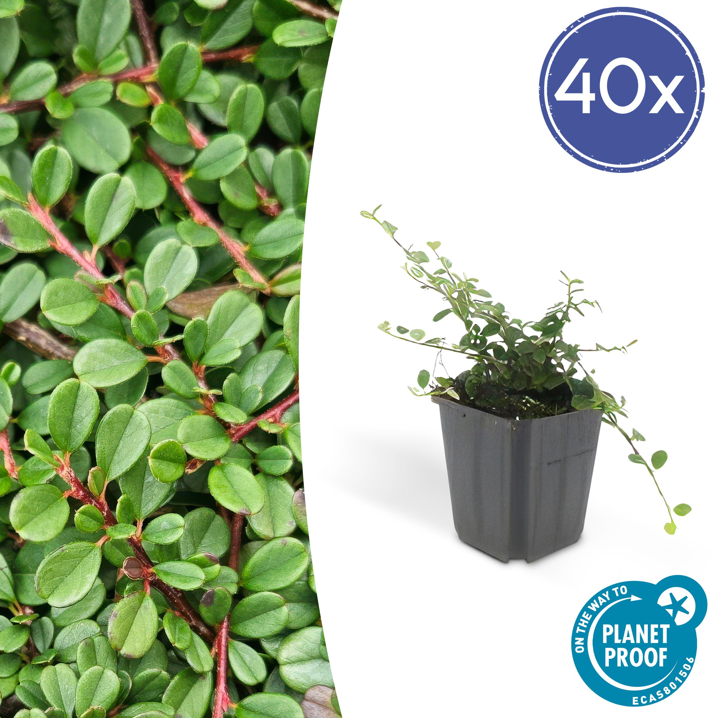 40x Cotoneaster pr. 'Streib's Findling' en pot Ø9cm  Hauteur 10cm. Plante verte type 40x Cotoneaster pr. 'Streib's Findling', livrée en pot, idéale pour intérieur lumineux.