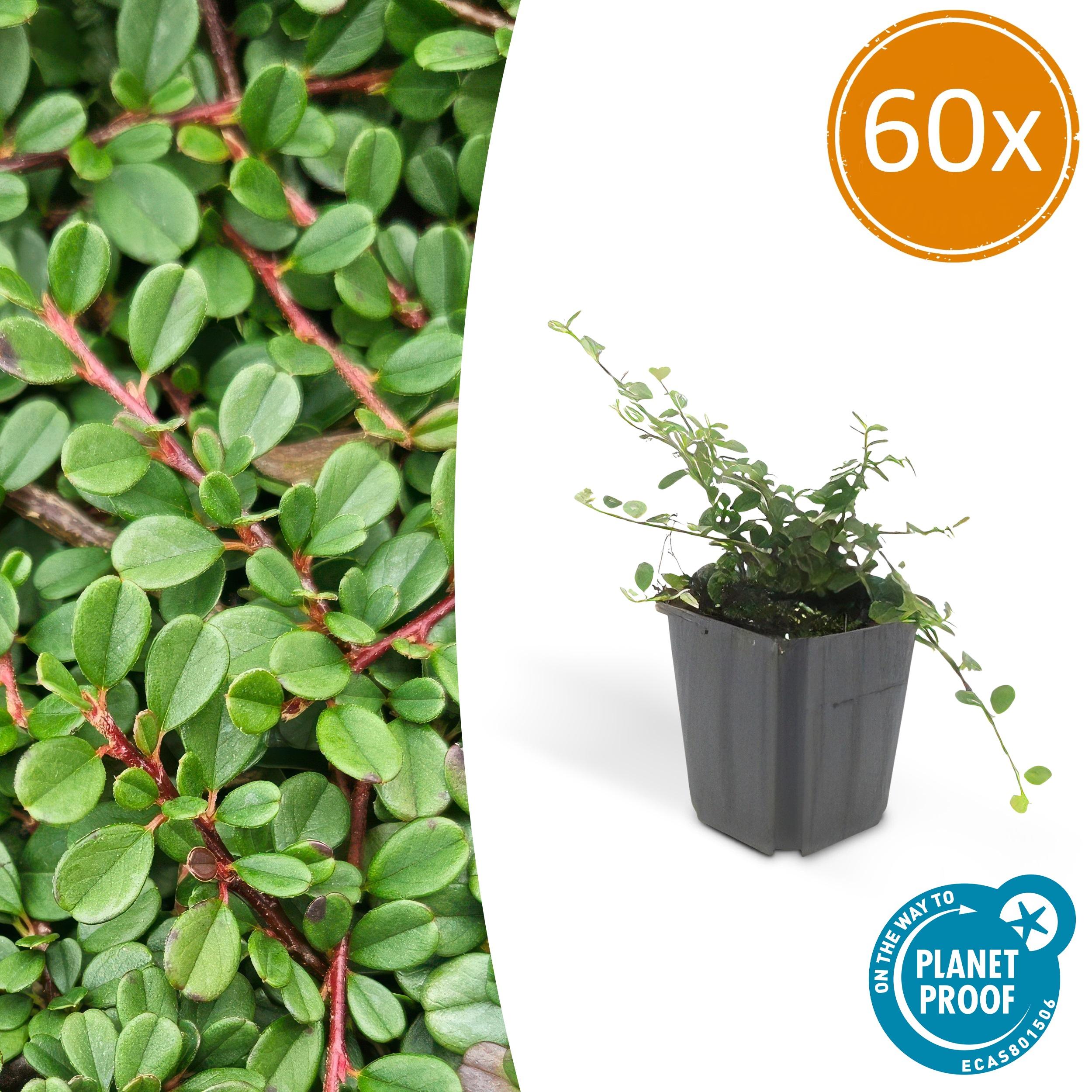 60x Cotoneaster pr. 'Streib's Findling' en pot Ø9cm  Hauteur 10cm. Plante verte type 60x Cotoneaster pr. 'Streib's Findling', livrée en pot, idéale pour intérieur lumineux.