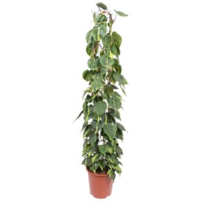 Philodendron Scandens Brasil gaasrek en pot Ø27cm. Plante verte type Philodendron Scandens Brasil gaasrek, livrée en pot, idéale pour intérieur lumineux.