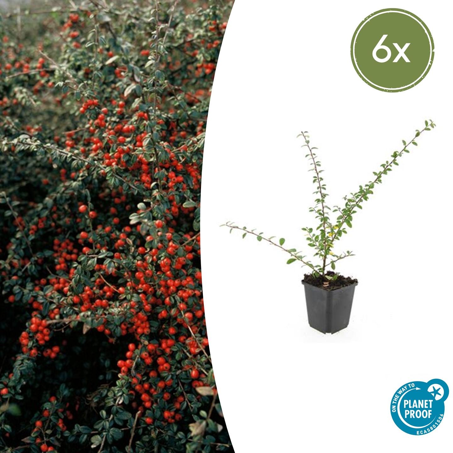 6x Cotoneaster suec. 'Coral Beauty' en pot Ø9cm  Hauteur 10cm. Plante verte type 6x Cotoneaster suec. 'Coral Beauty', livrée en pot, idéale pour intérieur lumineux.