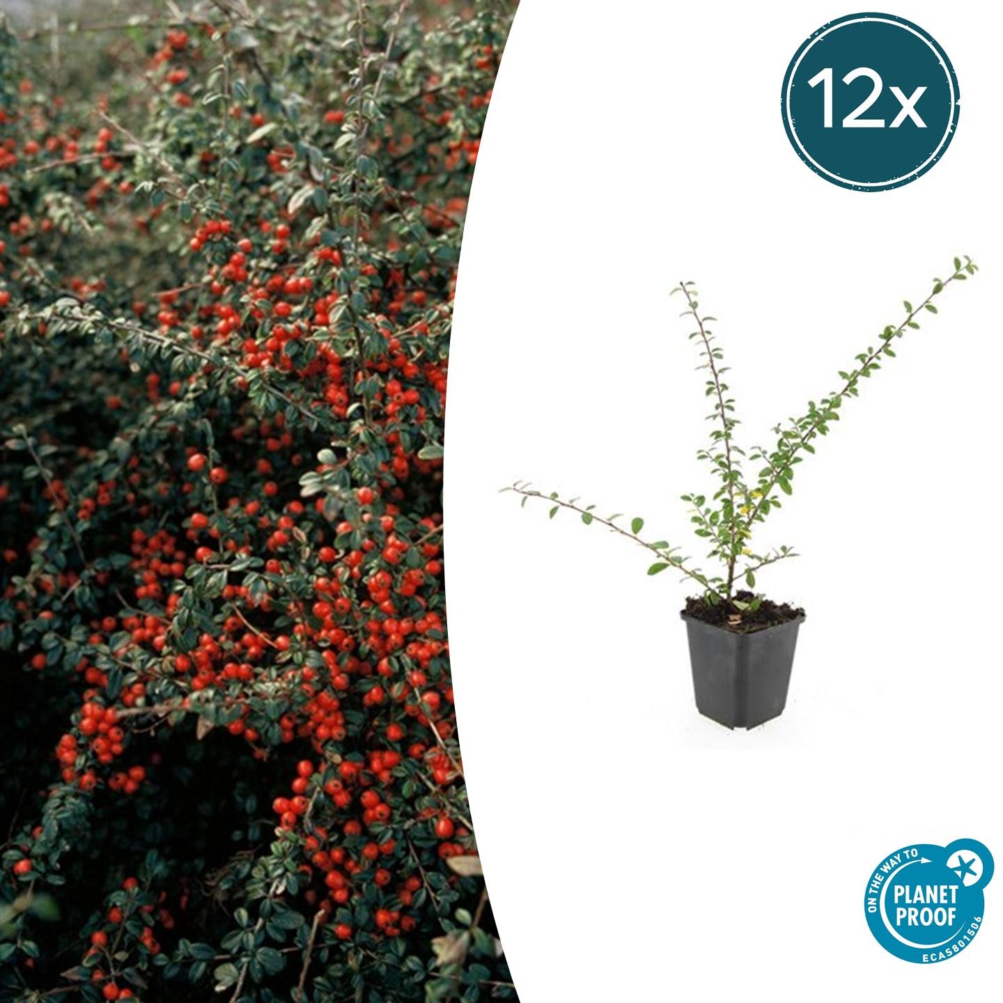 12x Cotoneaster suec. 'Coral Beauty' en pot Ø9cm  Hauteur 10cm. Plante verte type 12x Cotoneaster suec. 'Coral Beauty', livrée en pot, idéale pour intérieur lumineux.