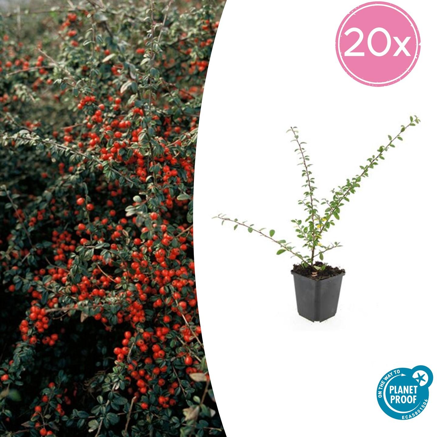20x Cotoneaster suec. 'Coral Beauty' en pot Ø9cm  Hauteur 10cm. Plante verte type 20x Cotoneaster suec. 'Coral Beauty', livrée en pot, idéale pour intérieur lumineux.