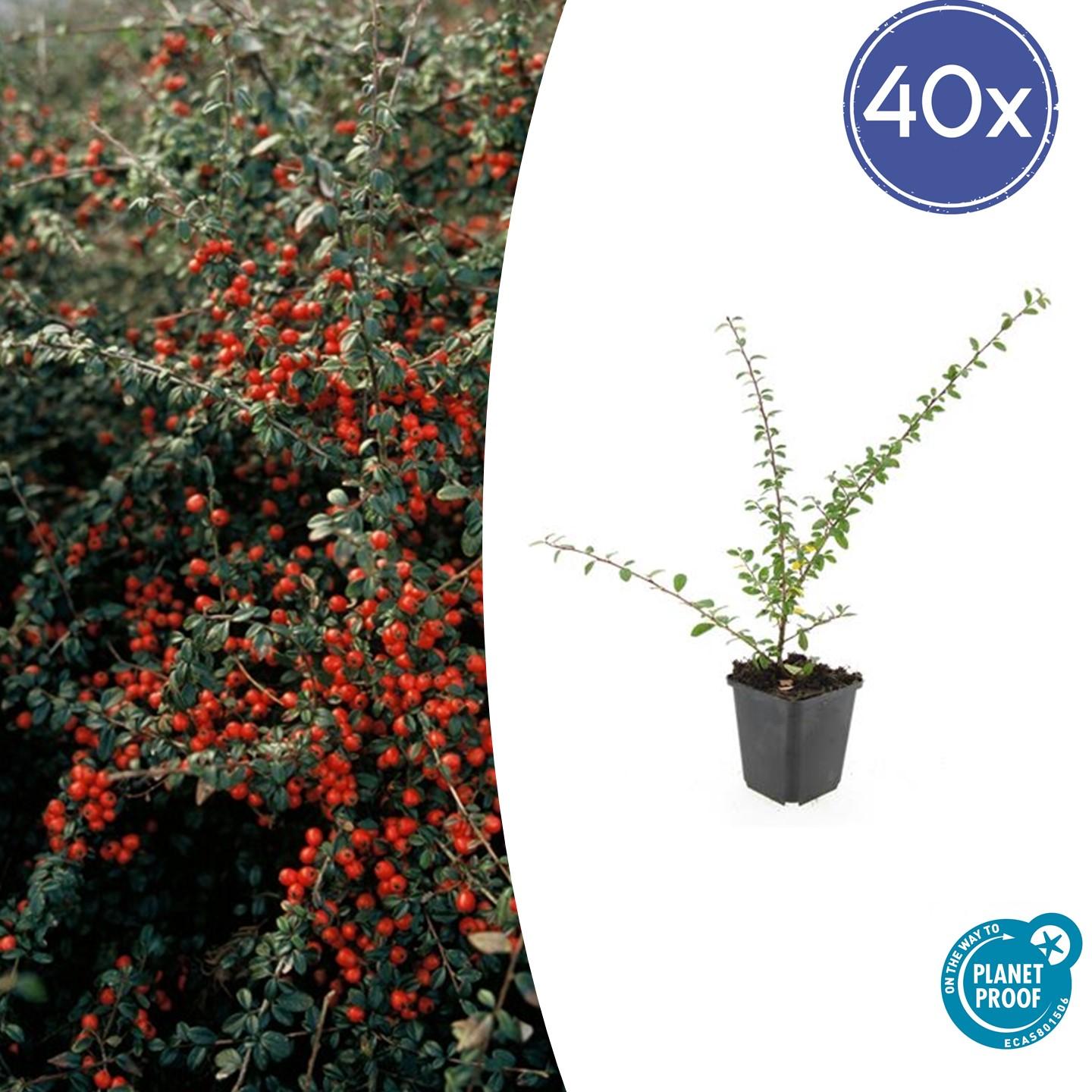 40x Cotoneaster suec. 'Coral Beauty' en pot Ø9cm  Hauteur 10cm. Plante verte type 40x Cotoneaster suec. 'Coral Beauty', livrée en pot, idéale pour intérieur lumineux.