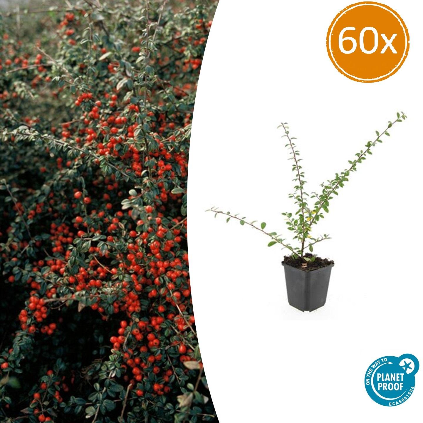 60x Cotoneaster suec. 'Coral Beauty' en pot Ø9cm  Hauteur 10cm. Plante verte type 60x Cotoneaster suec. 'Coral Beauty', livrée en pot, idéale pour intérieur lumineux.
