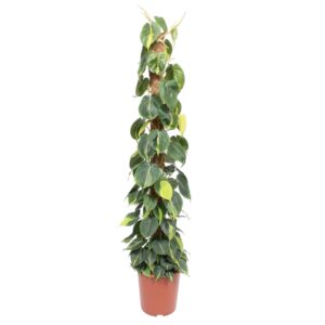 Philodendron Scandens Brasil mosstok en pot Ø27cm. Plante verte type Philodendron Scandens Brasil mosstok, livrée en pot, idéale pour intérieur lumineux.