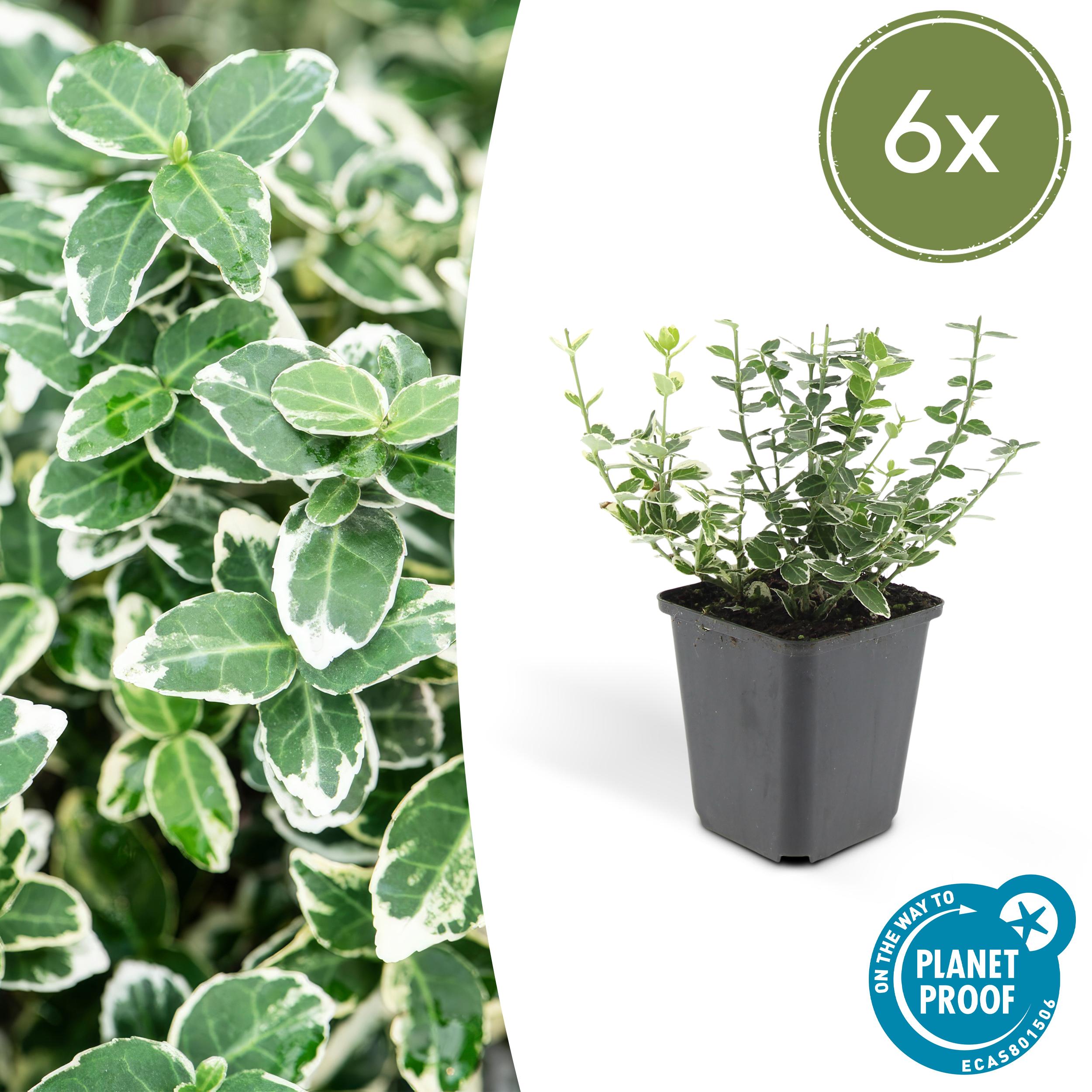 6x Euonymus 'Emerald 'n Gaity' en pot Ø9cm  Hauteur 10cm. Plante verte type 6x Euonymus 'Emerald 'n Gaity', livrée en pot, idéale pour intérieur lumineux.