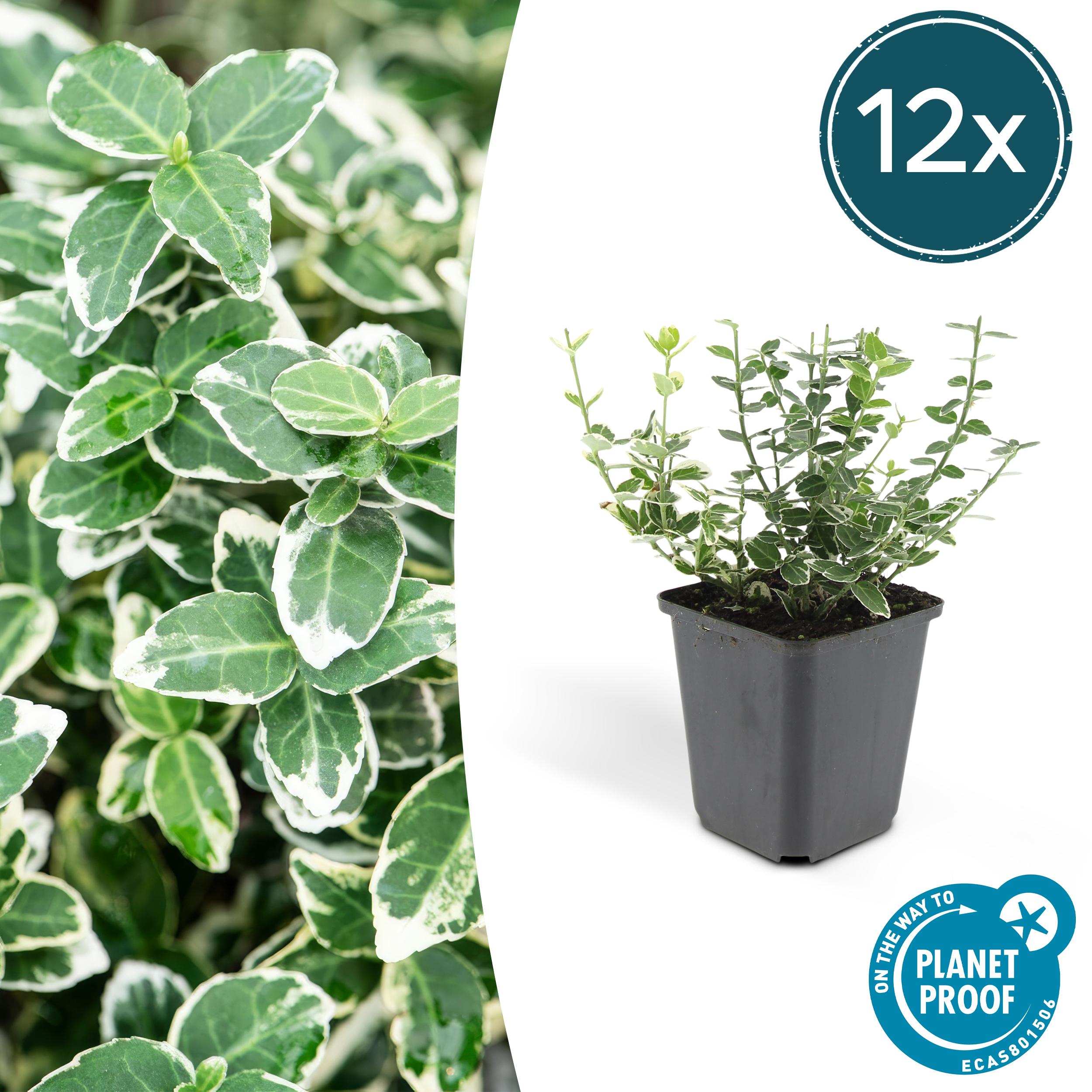 12x Euonymus 'Emerald 'n Gaity' en pot Ø9cm  Hauteur 10cm. Plante verte type 12x Euonymus 'Emerald 'n Gaity', livrée en pot, idéale pour intérieur lumineux.
