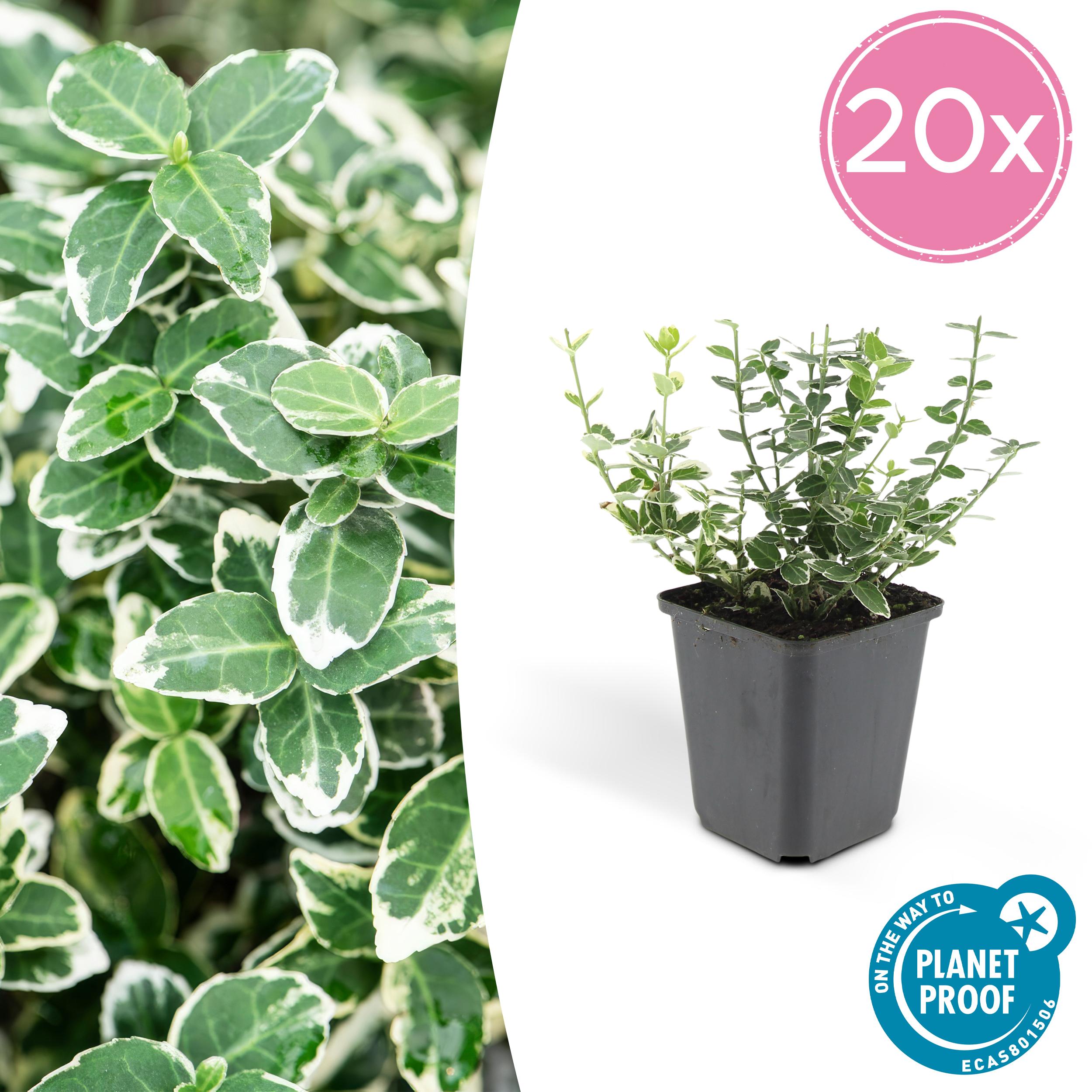 20x Euonymus 'Emerald 'n Gaity' en pot Ø9cm  Hauteur 10cm. Plante verte type 20x Euonymus 'Emerald 'n Gaity', livrée en pot, idéale pour intérieur lumineux.