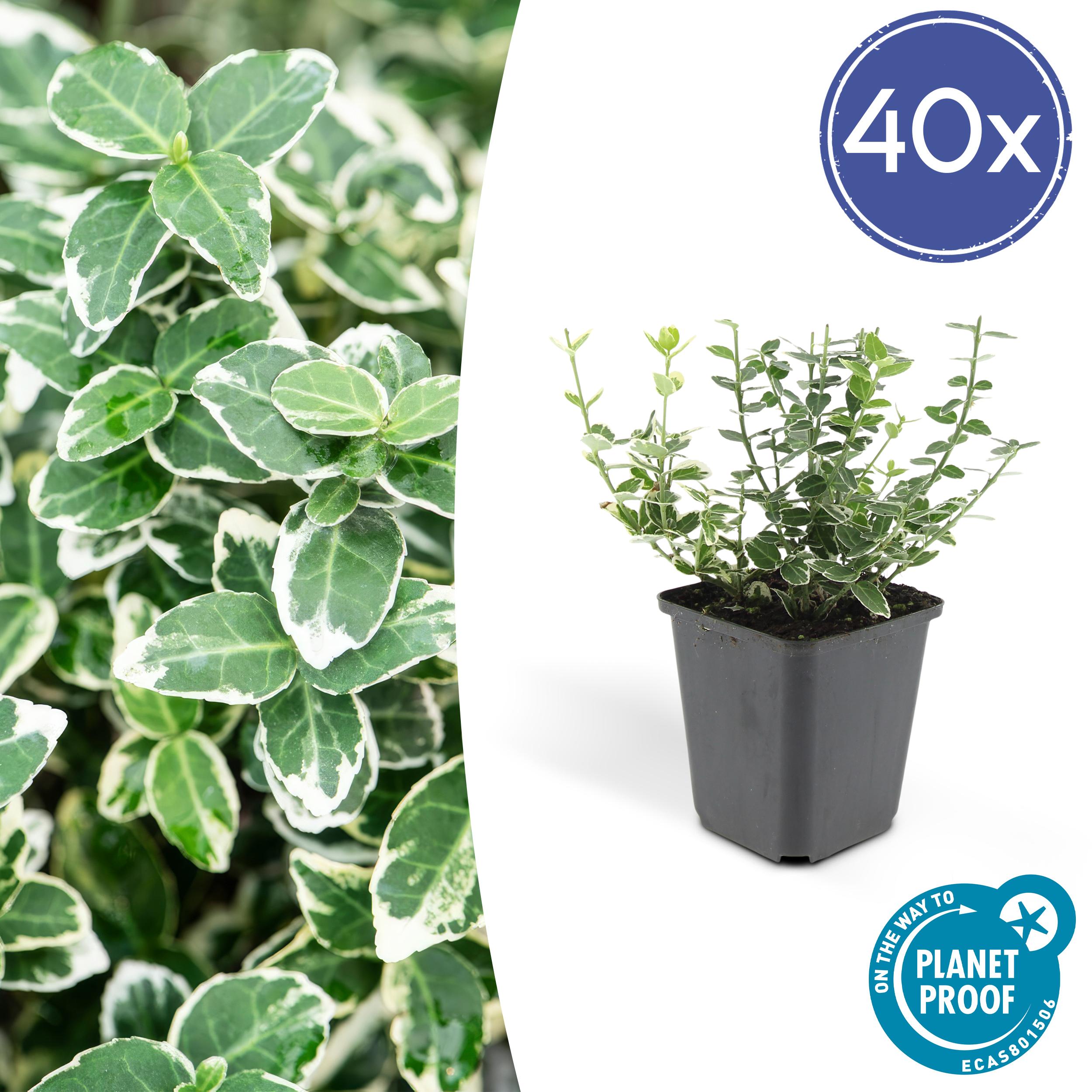 40x Euonymus 'Emerald 'n Gaity' en pot Ø9cm  Hauteur 10cm. Plante verte type 40x Euonymus 'Emerald 'n Gaity', livrée en pot, idéale pour intérieur lumineux.