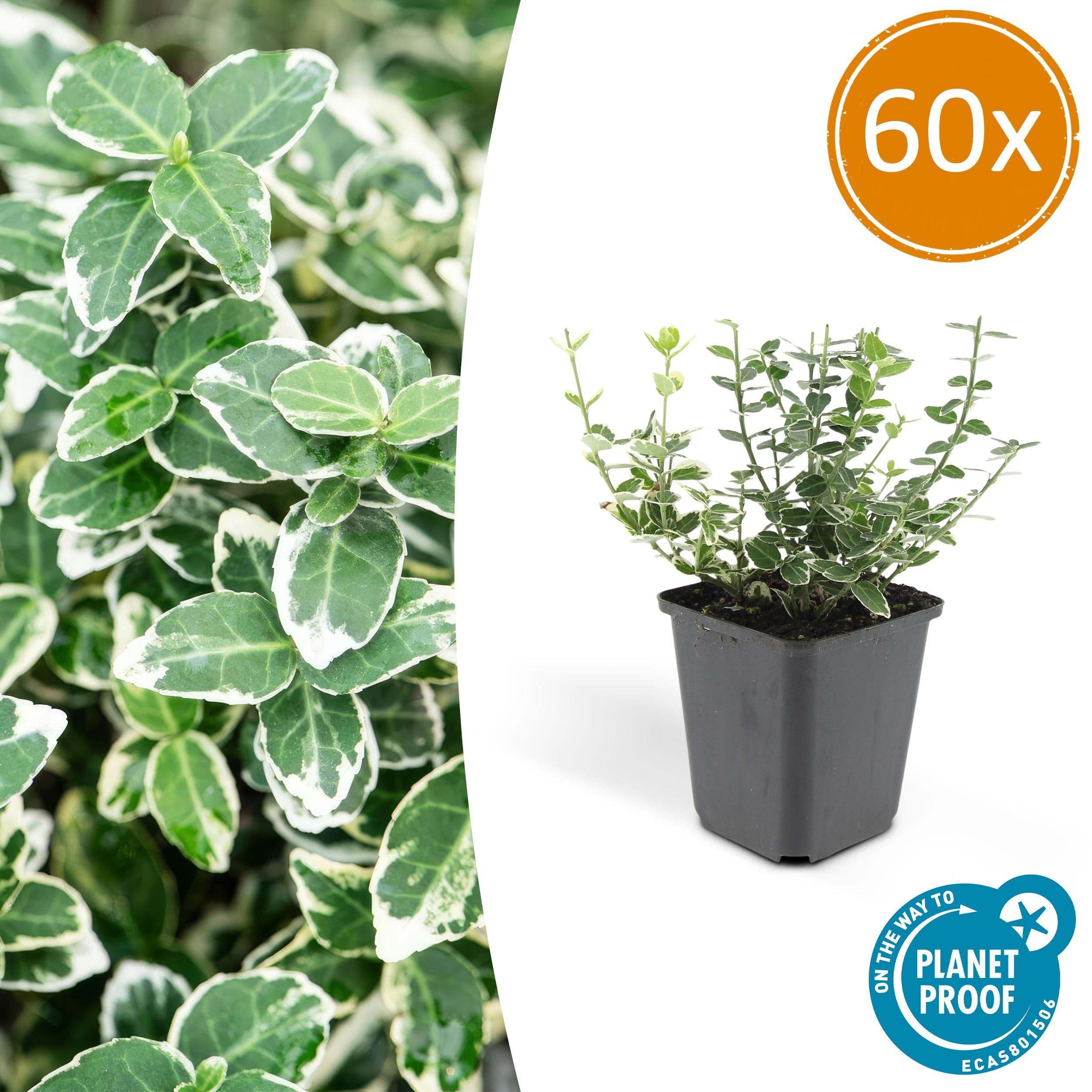 60x Euonymus 'Emerald 'n Gaity' en pot Ø9cm  Hauteur 10cm. Plante verte type 60x Euonymus 'Emerald 'n Gaity', livrée en pot, idéale pour intérieur lumineux.