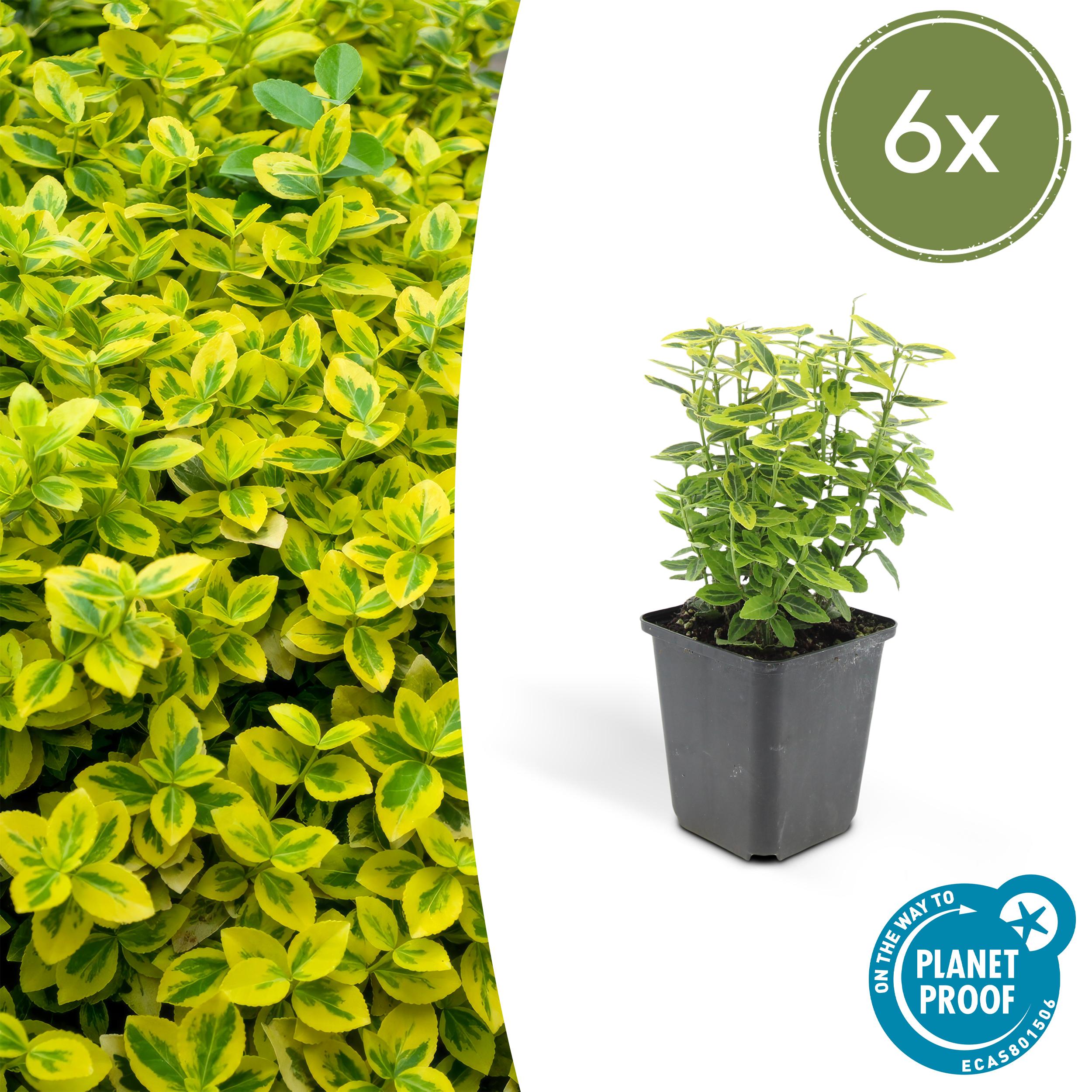 6x Euonymus fort. 'Emerald 'n Gold en pot Ø9cm  Hauteur 10cm. Plante verte type 6x Euonymus fort. 'Emerald 'n Gold, livrée en pot, idéale pour intérieur lumineux.